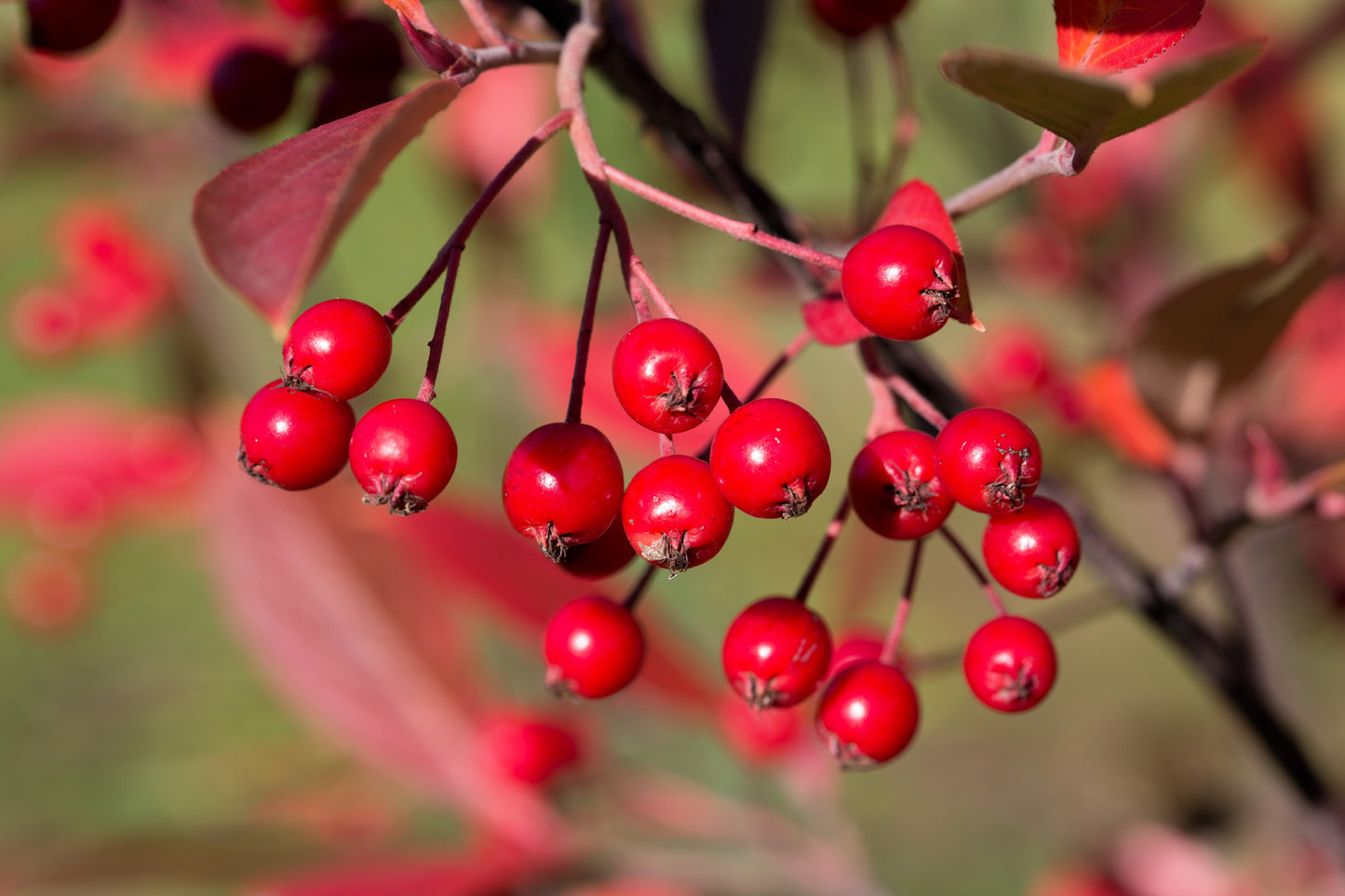 50 RED CHOKEBERRY Aronia Arbutifolia White Flower Fruit Shrub Seeds