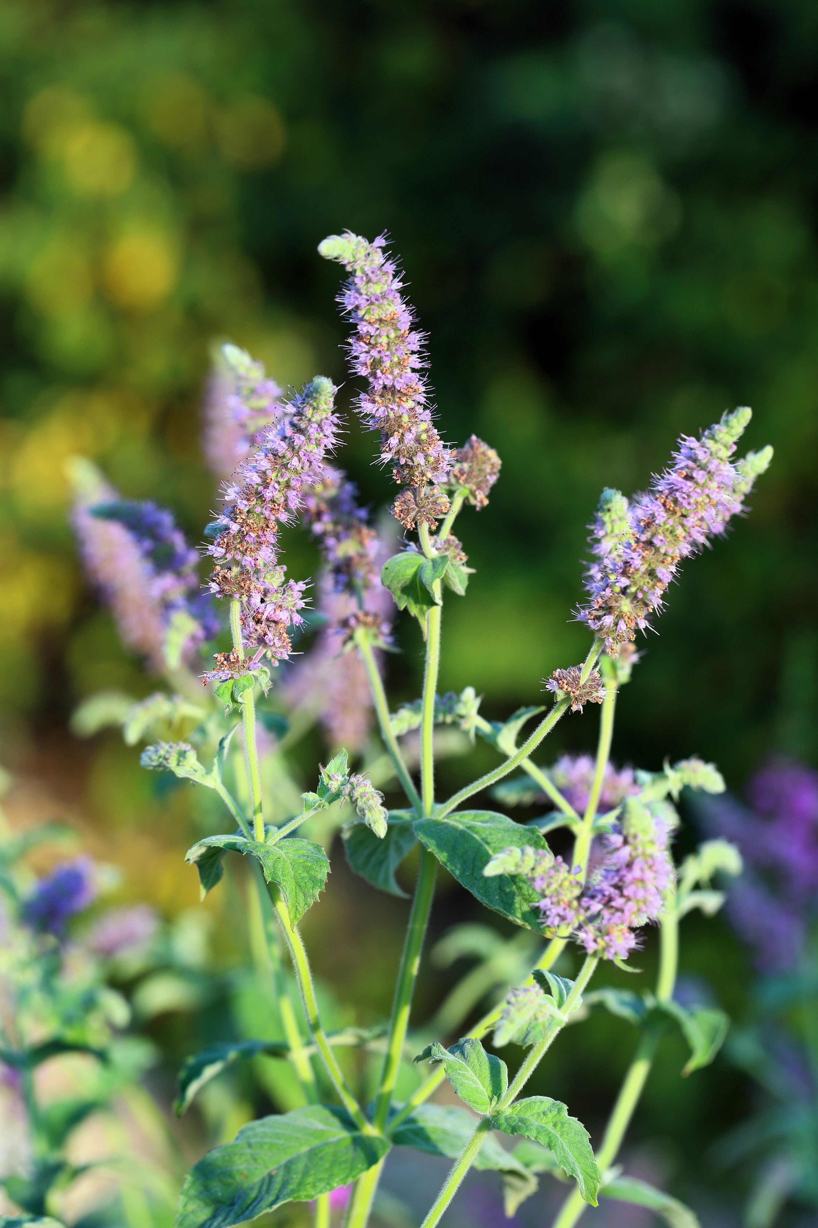 ペパーミントページ 250 PEPPERMINT MINT Mentha Piperita Herb Flower Seeds – Seedville USA
