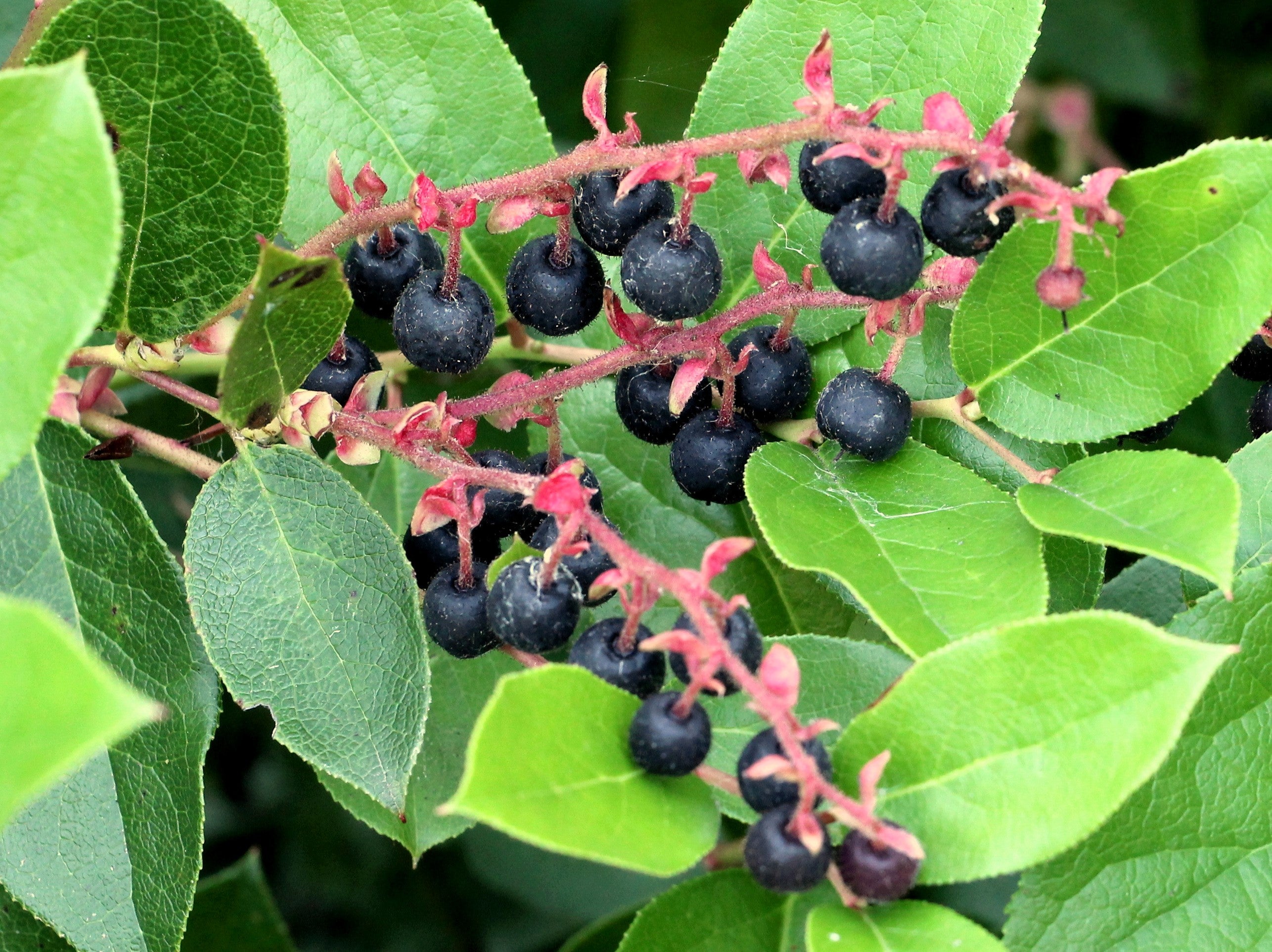 1000 Salal (Gaultheria Shallon) Seeds – Hardy Evergreen Shrub With Edible Berries – Bulk