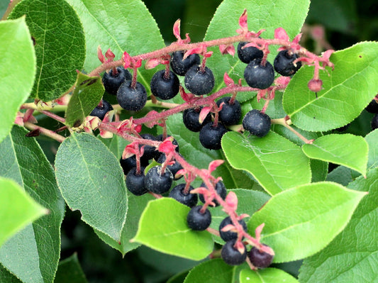 40 SALAL BERRY Gaultheria Shallon Pink White Flowers Blue Fruit Shrub Seeds