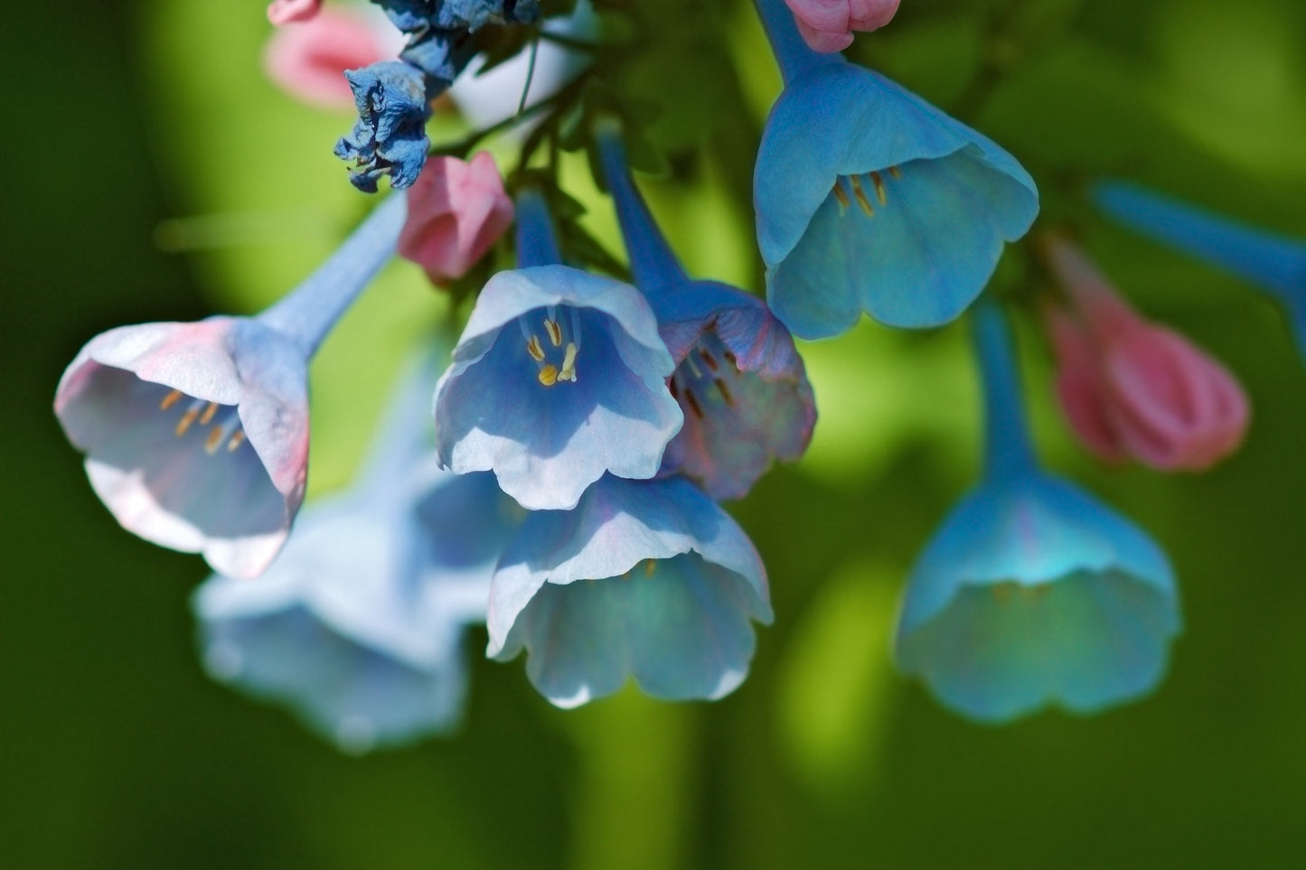 25 VIRGINIA BLUEBELLS True Blue & Pink Mertensia Virginica Flower Seeds