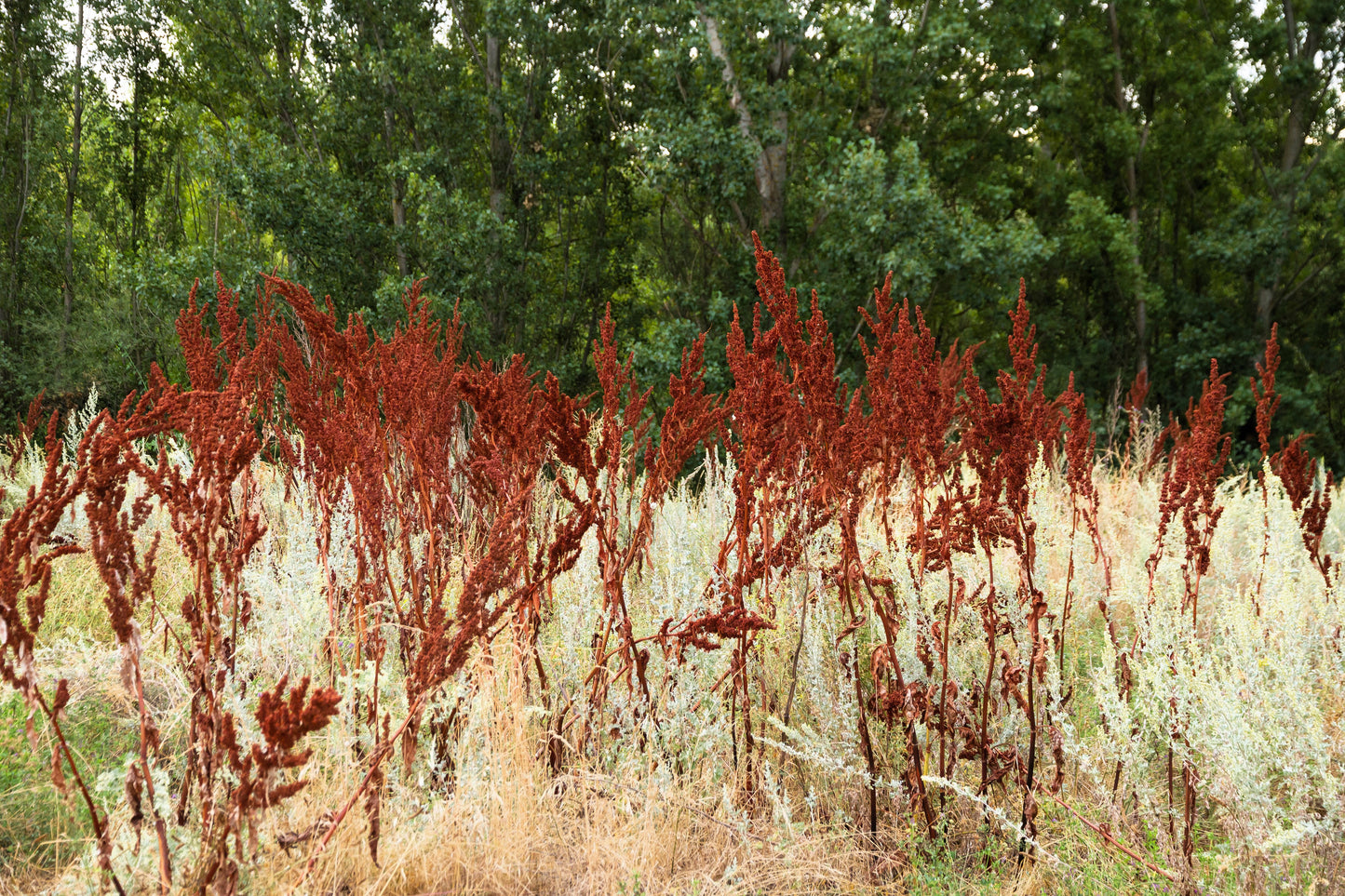 100 CURLY DOCK Yellow Dock Rumex Crispus Herb Yellow Flower Red Pod Seeds