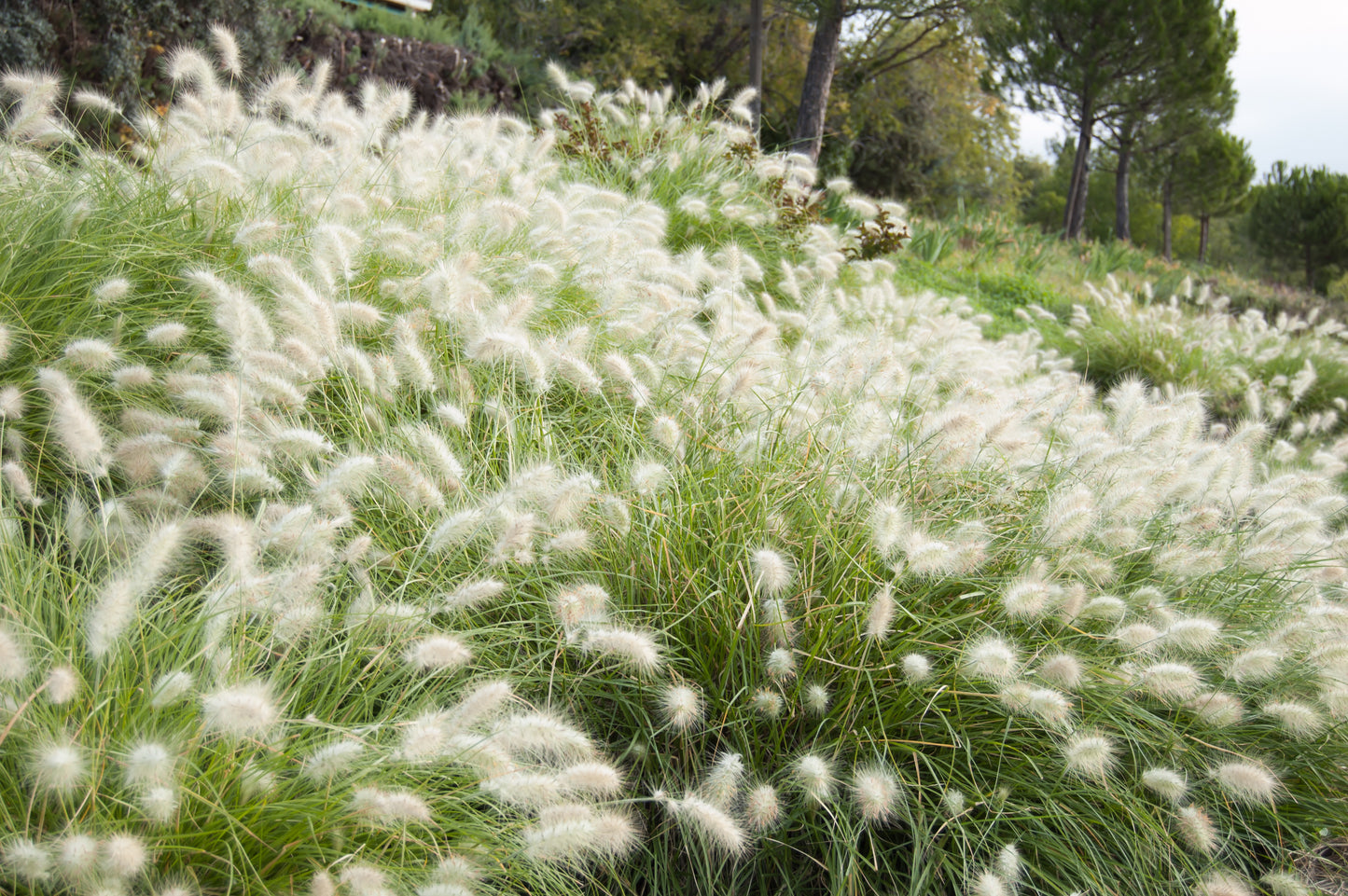 30 WHITE FOUNTAIN GRASS Pennisetum Villosum Ornamental Flower Seeds