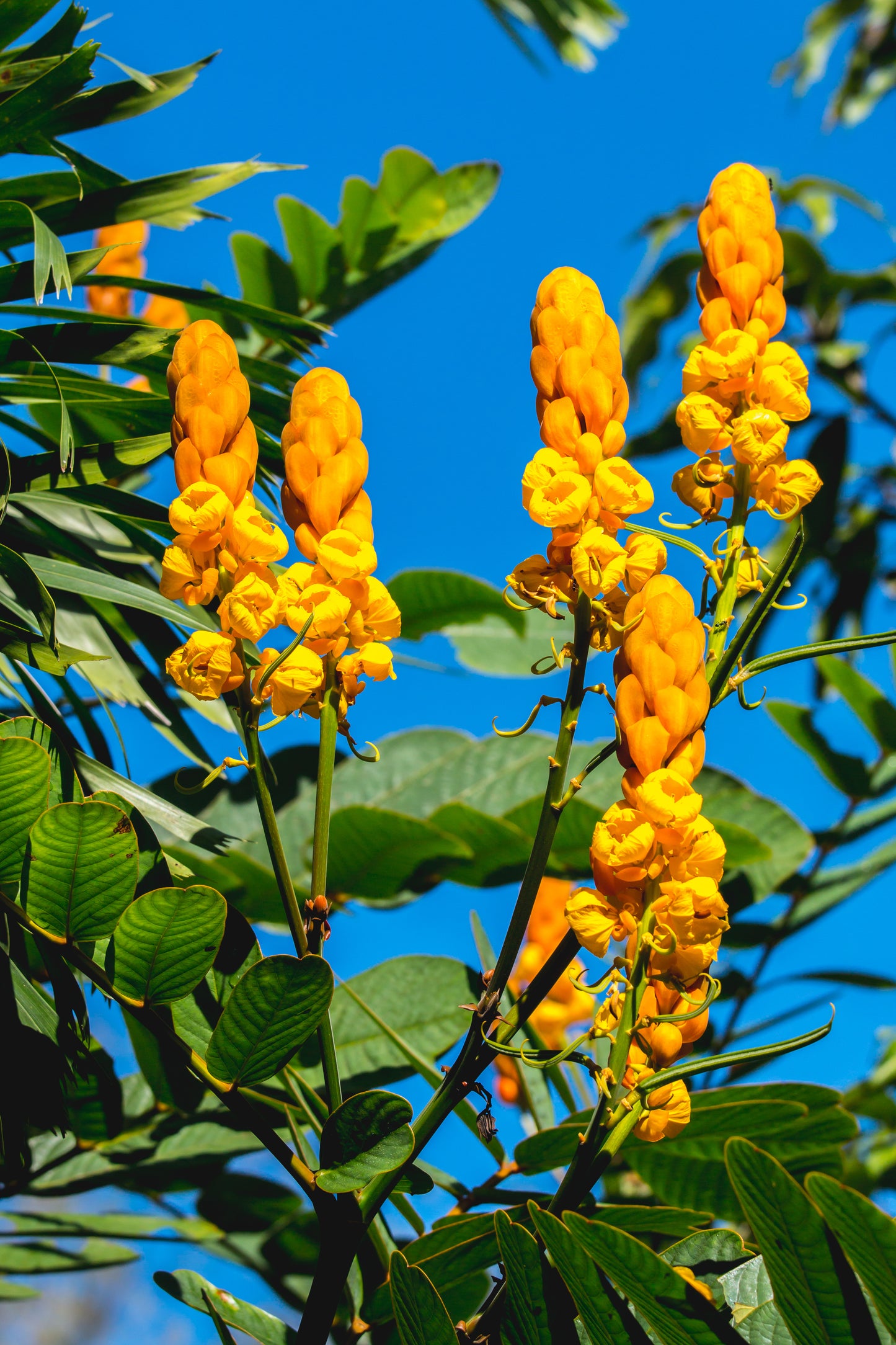 35 CANDLE BUSH Cassia Alata Senna Emperor's Candletree Empress Candlebush Candelabra Golden Ringworm Shrub Yellow Orange Flower Seeds