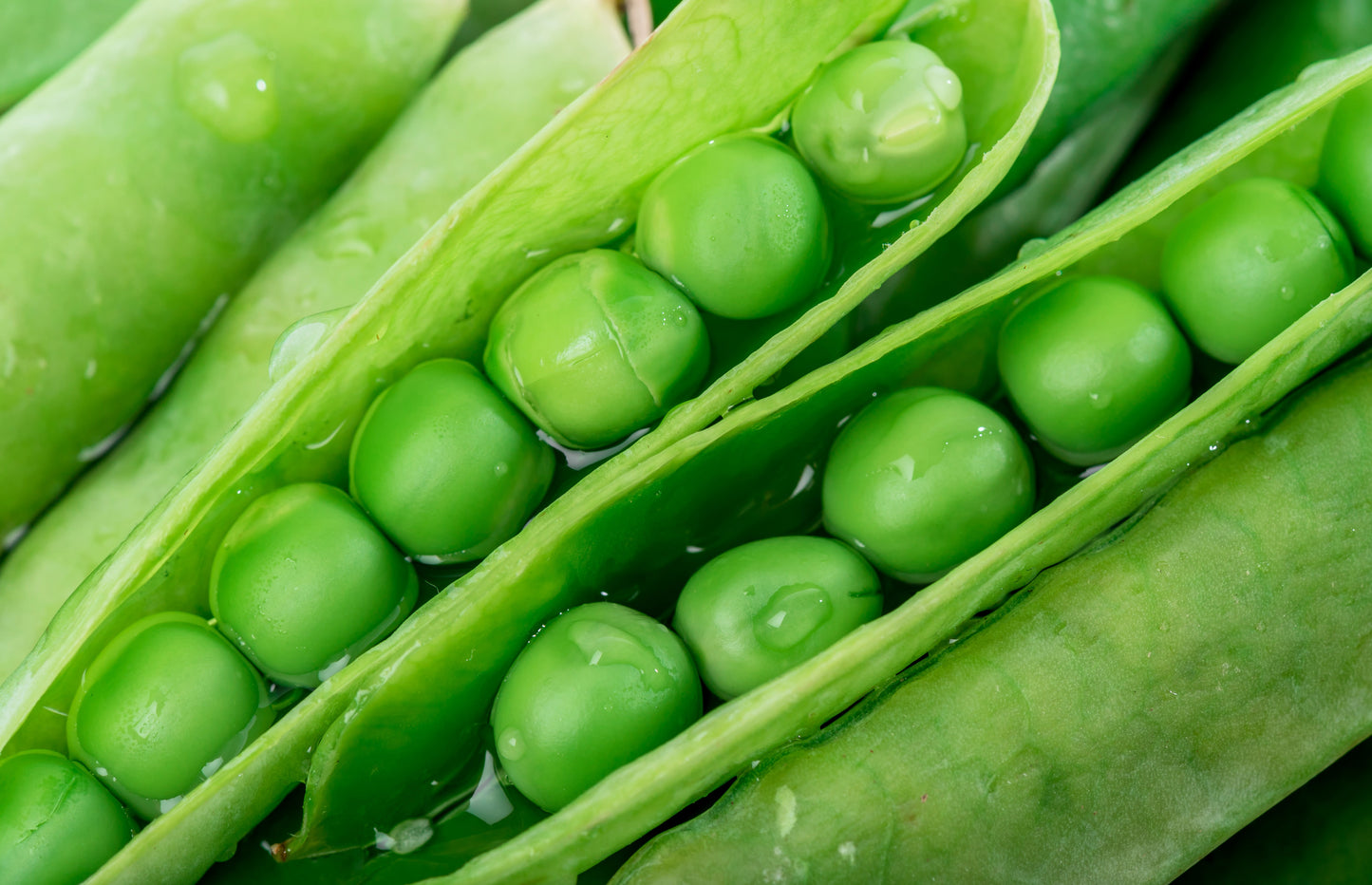 50 GREEN ARROW PEA Heirloom Shelling English Pisum Sativum Vegetable Seeds