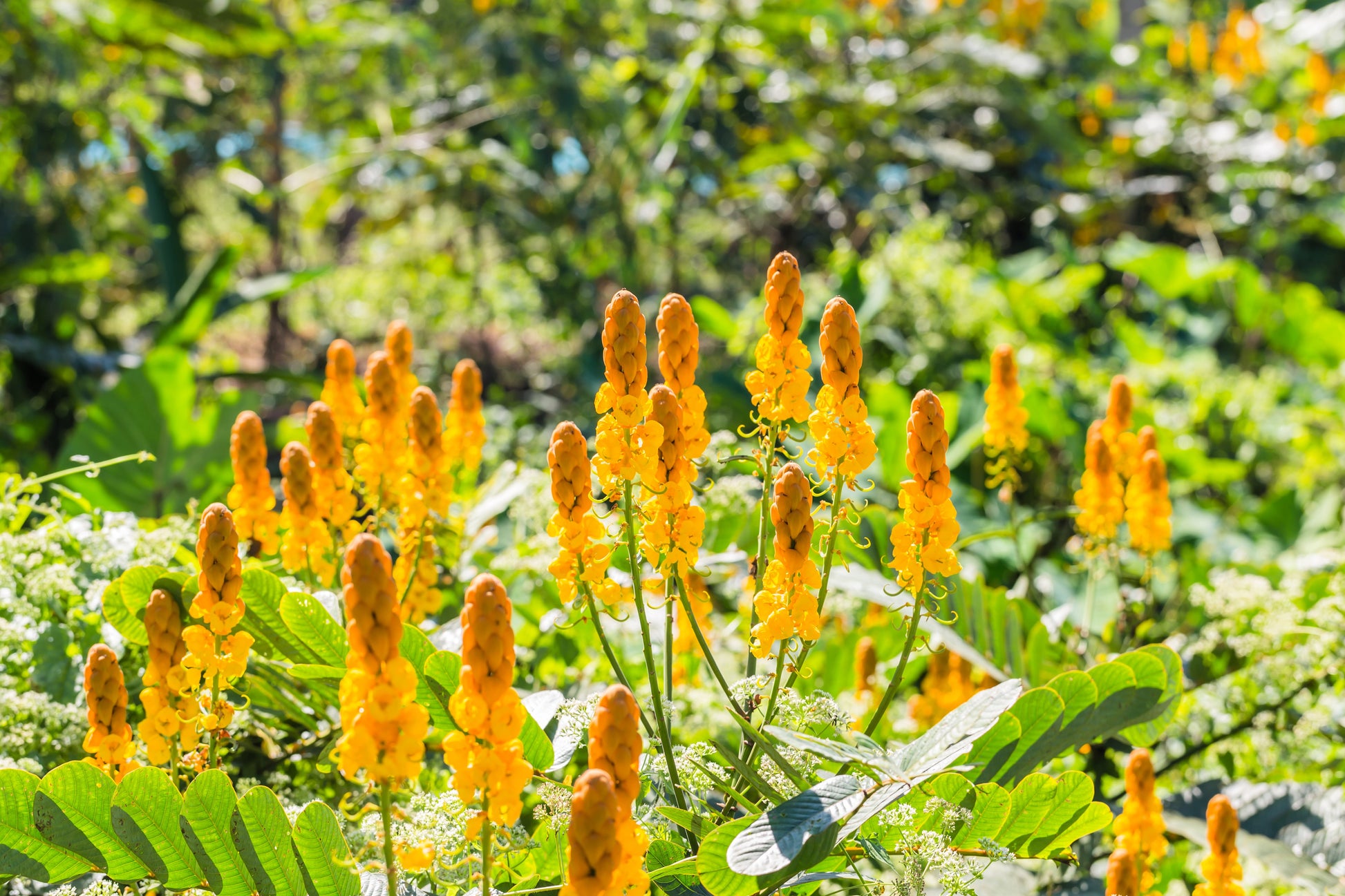 candlestick plant seed pods 35 CANDLE BUSH Cassia Alata Senna Emperor's Candletree Empress Candlebush Candelabra Golden Ringworm Shrub Yellow Orange Flower Seeds