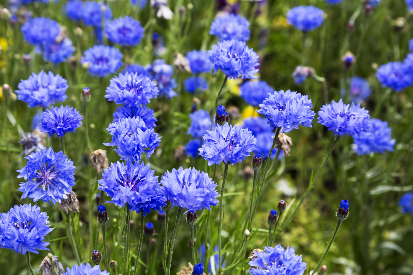 1000 Dwarf Blue BACHELORS BUTTON CORNFLOWER Centaurea Cyanus Flower Seeds