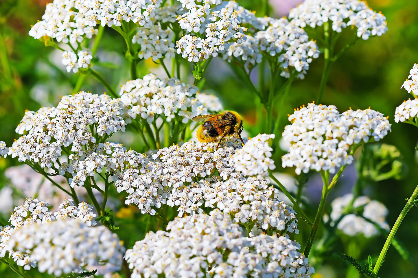 1000 WHITE YARROW Achillea Millefolium Flower Seeds