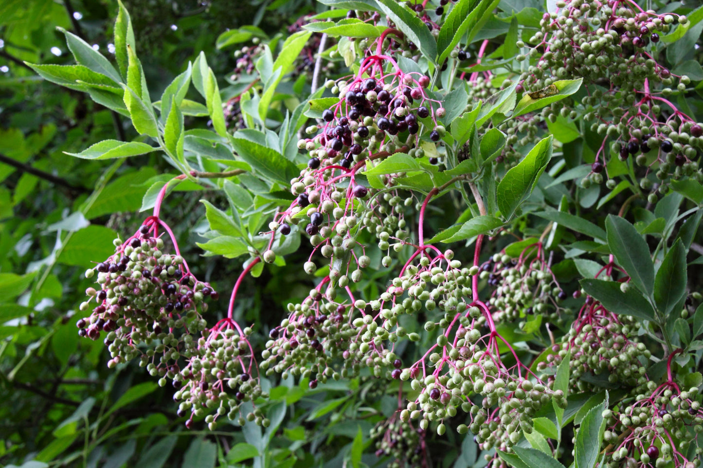 25 American ELDERBERRY FRUIT BUSH Shrub Tree Sambucus Nigra Seeds