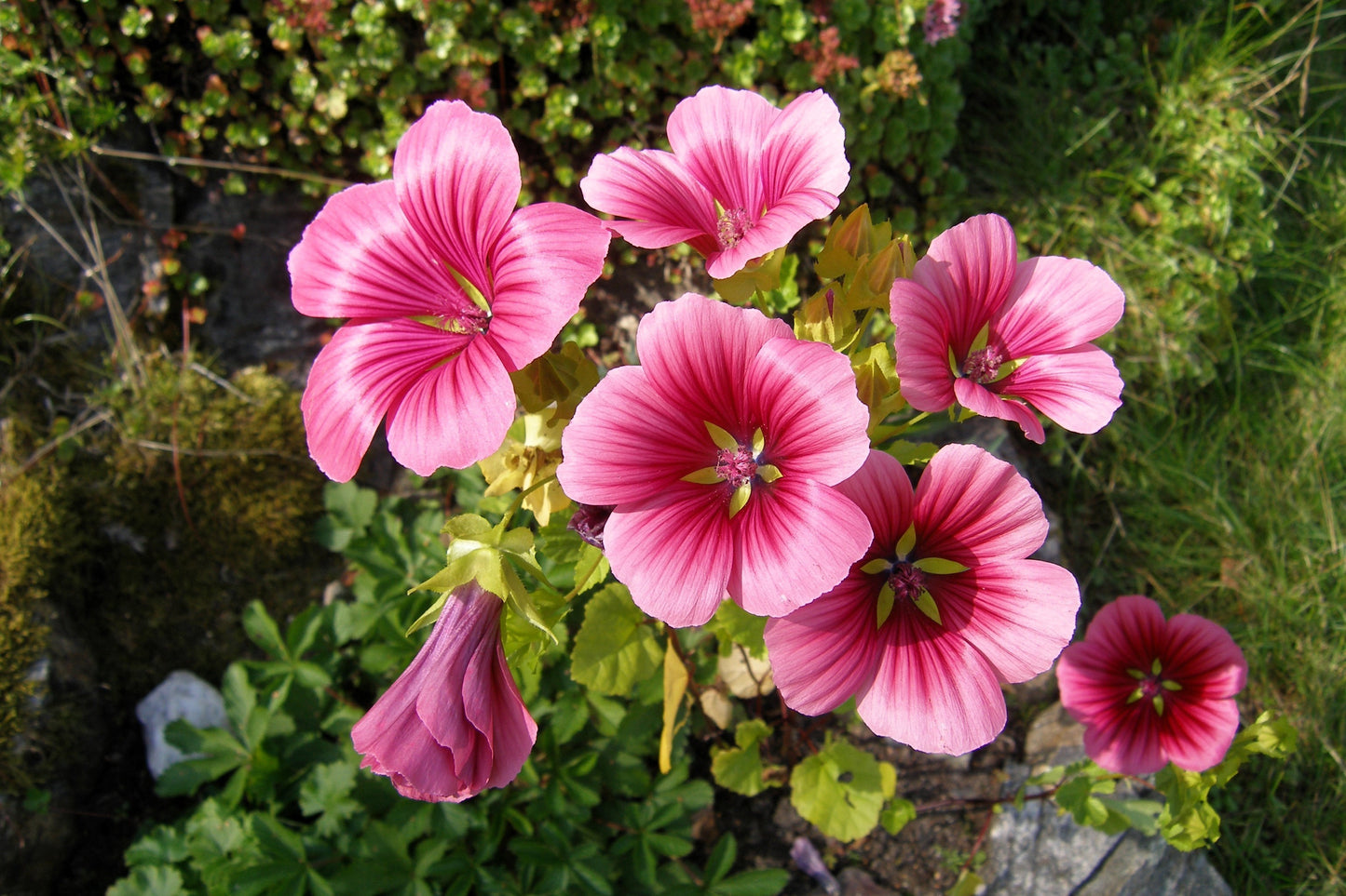 10 VULCAN MALOPE Trifida / Mallowwort / Mallow Flower Seeds