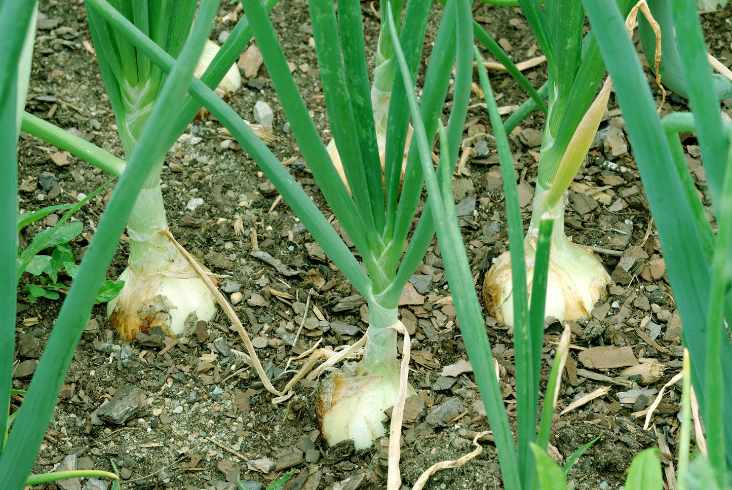 400 Texas EARLY GRANO ONION Large Sweet Yellow Allium Cepa Vegetable Seeds