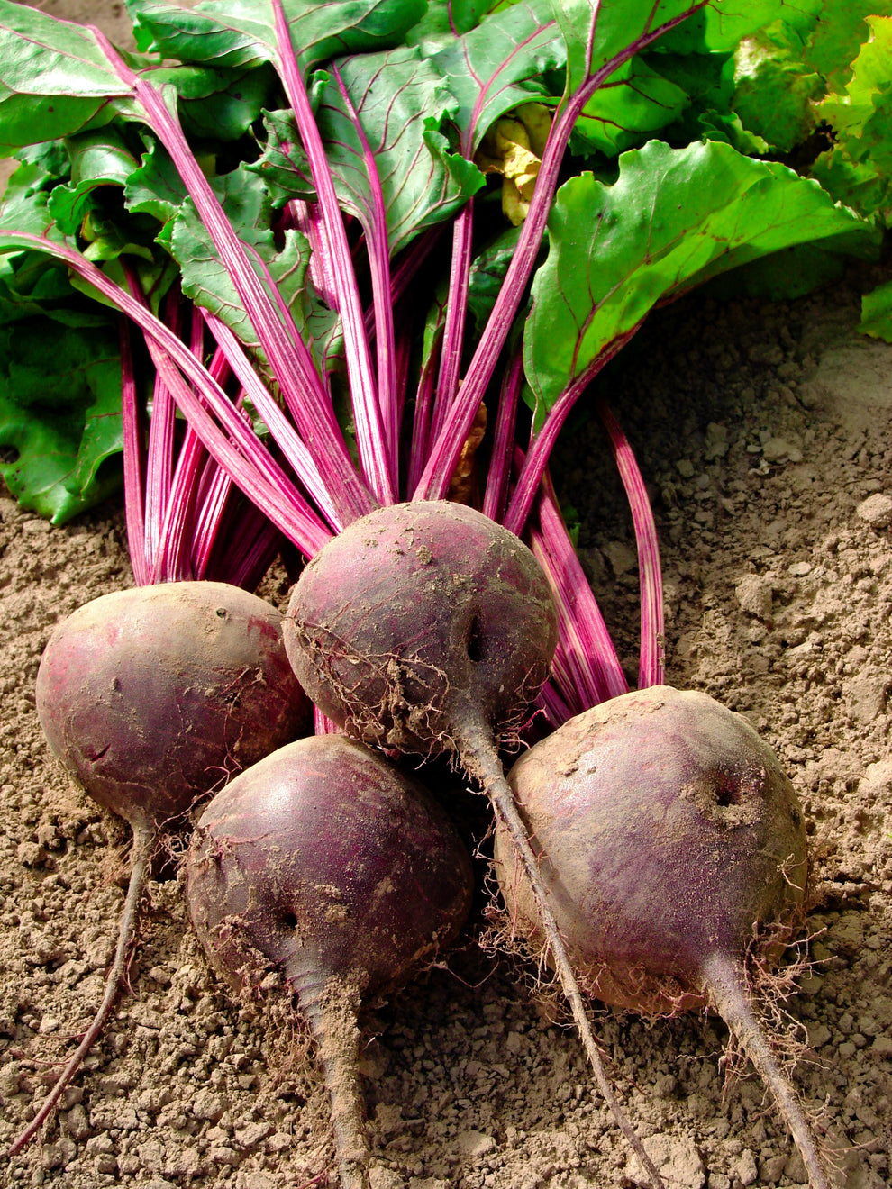 250 DETROIT Dark RED BEET Heirloom Beta Vulgaris Vegetable Seeds ...