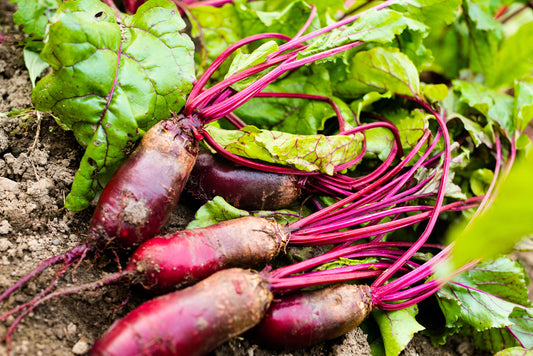 250 CYLINDRA BEET Beta Vulgaris Vegetable Seeds