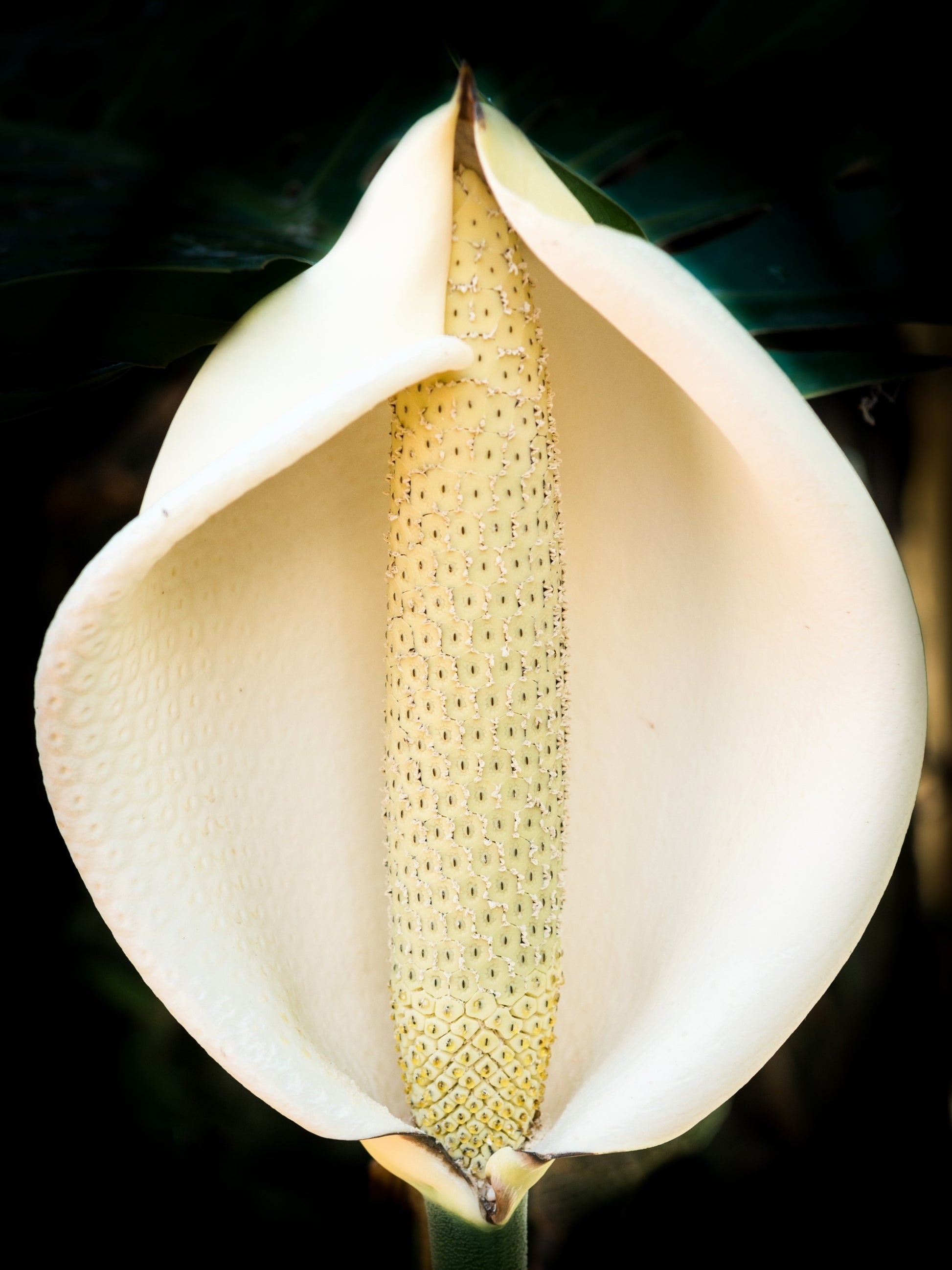 white split leaf philodendron 5 Organic SPLIT LEAF PHILODENDRON Monstera Deliciosa Swiss Cheese Plan – Seedville USA