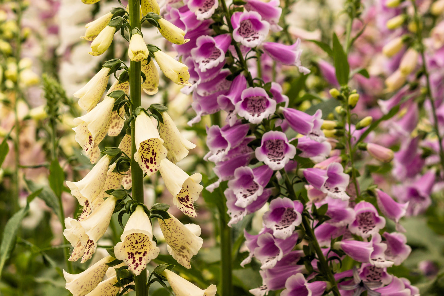 1000 DWARF FOXY MIX FOXGLOVE Digitalis Purpurea Flower Seeds