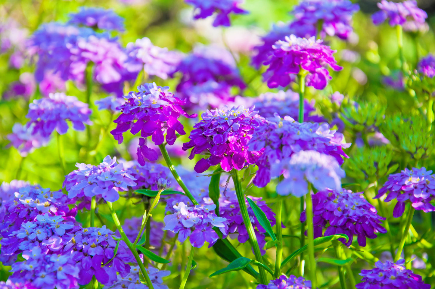 2000 TALL MIX CANDYTUFT Iberis Umbellata Mixed Colors Ground Cover Flower Seeds