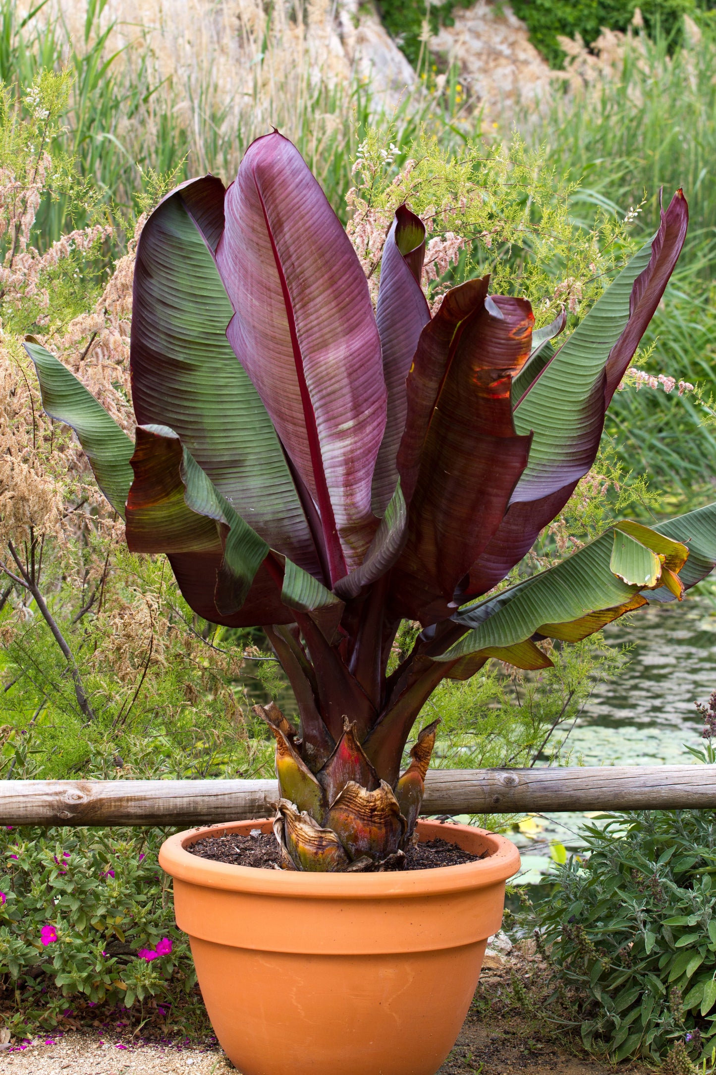 5 RED ABYSSINIAN BANANA Musa Ensete Ventricosum Flowering Fruit Tree Seeds