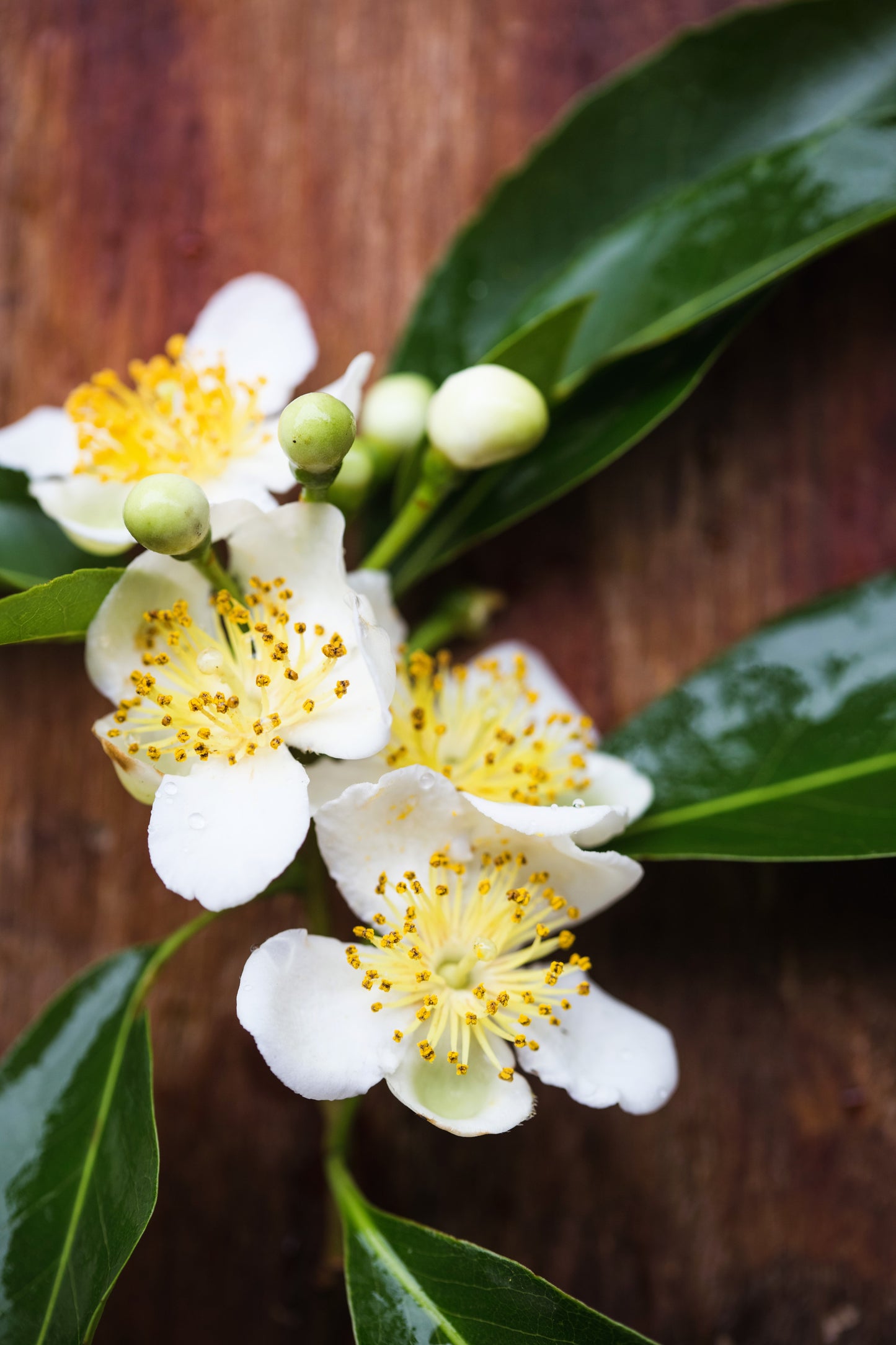 5 CAMPHOR TREE Laurel Cinnamomum Camphora Camphorwood White Flower Black Seeds