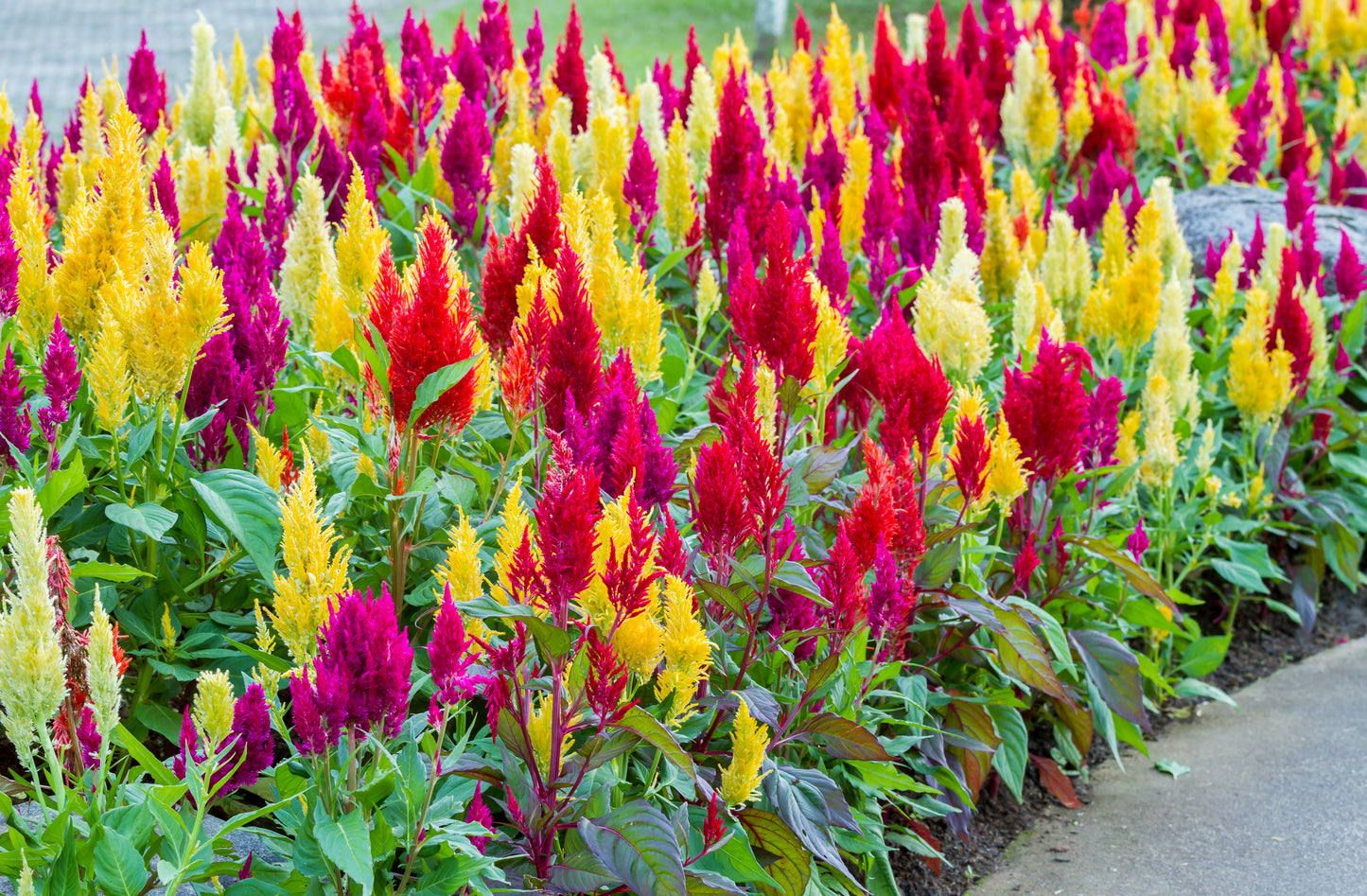 150 Mixed PAMPAS PLUMES COCKSCOMB Celosia Plumosa Flower Seeds