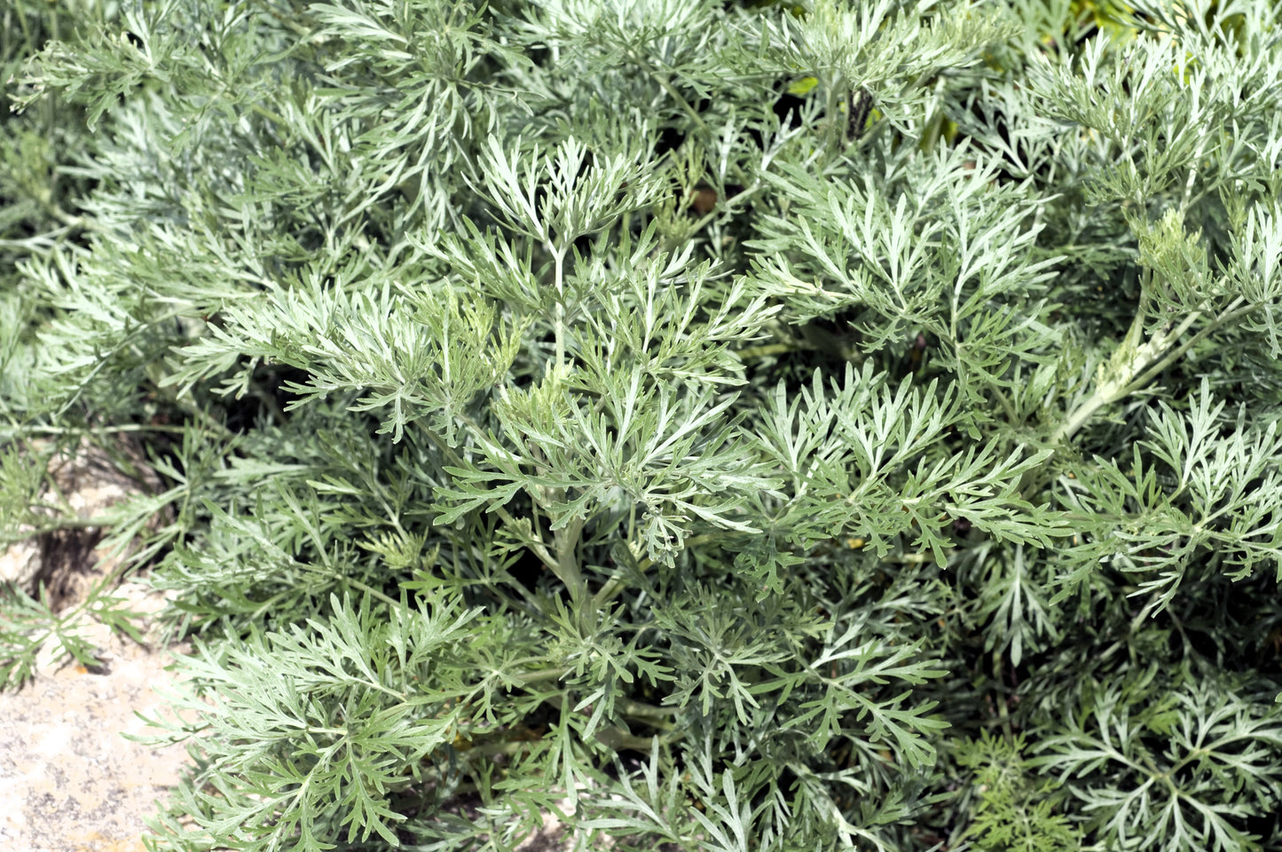 500 ABSINTHE WORMWOOD Common Artemisia Absinthium Green Ginger Herb Flower Seeds