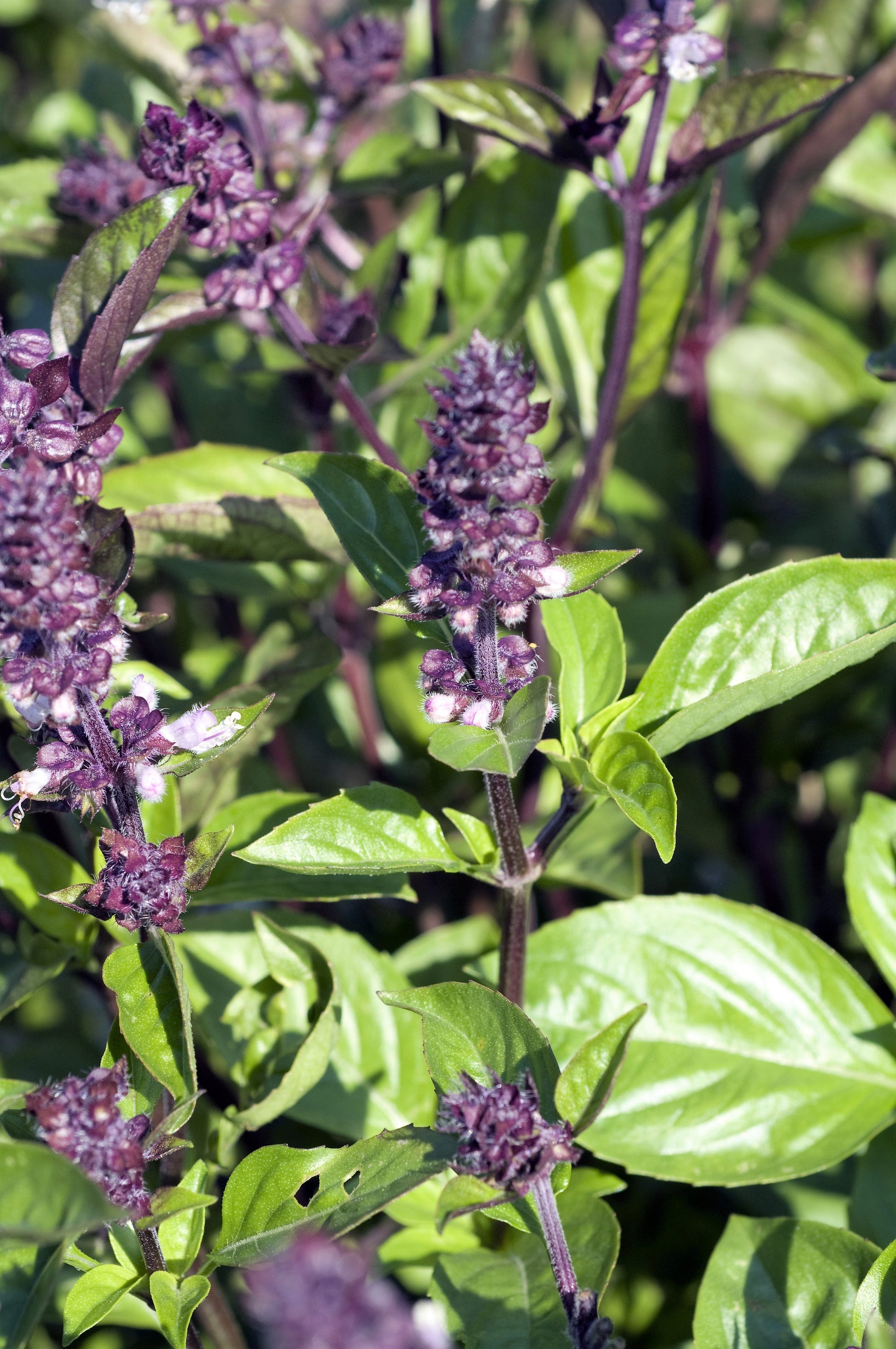cinnamon basil plants for sale 1000 CINNAMON BASIL Ocimum Basilicum HERB Flower Seeds – Seedville USA
