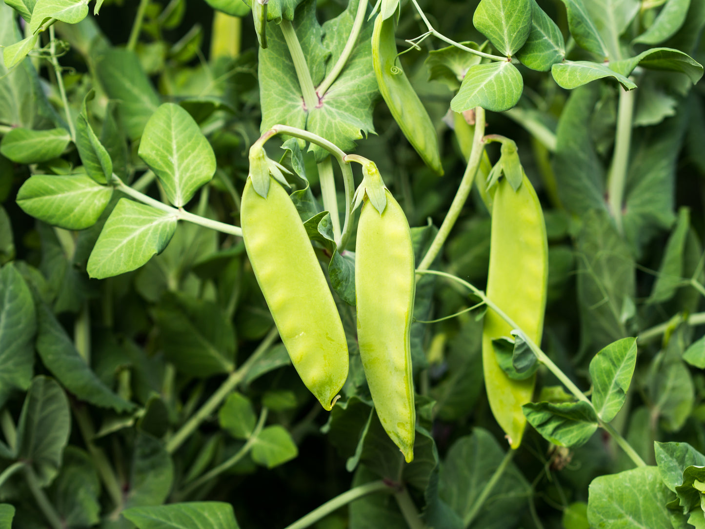 50 Oregon SUGAR POD II Pea Pisum Sativum Macrocarpon Vegetable Seeds