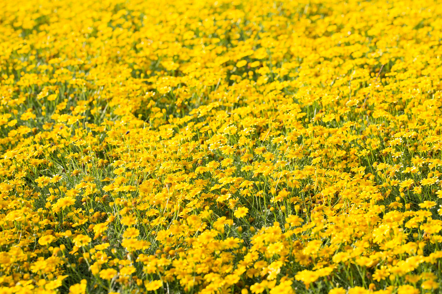 1000 DAHLBERG DAISY Thymophylla Tenuiloba Yellow Flower Seeds - aka Golden Fleece, Gold Carpet,  Shooting Star