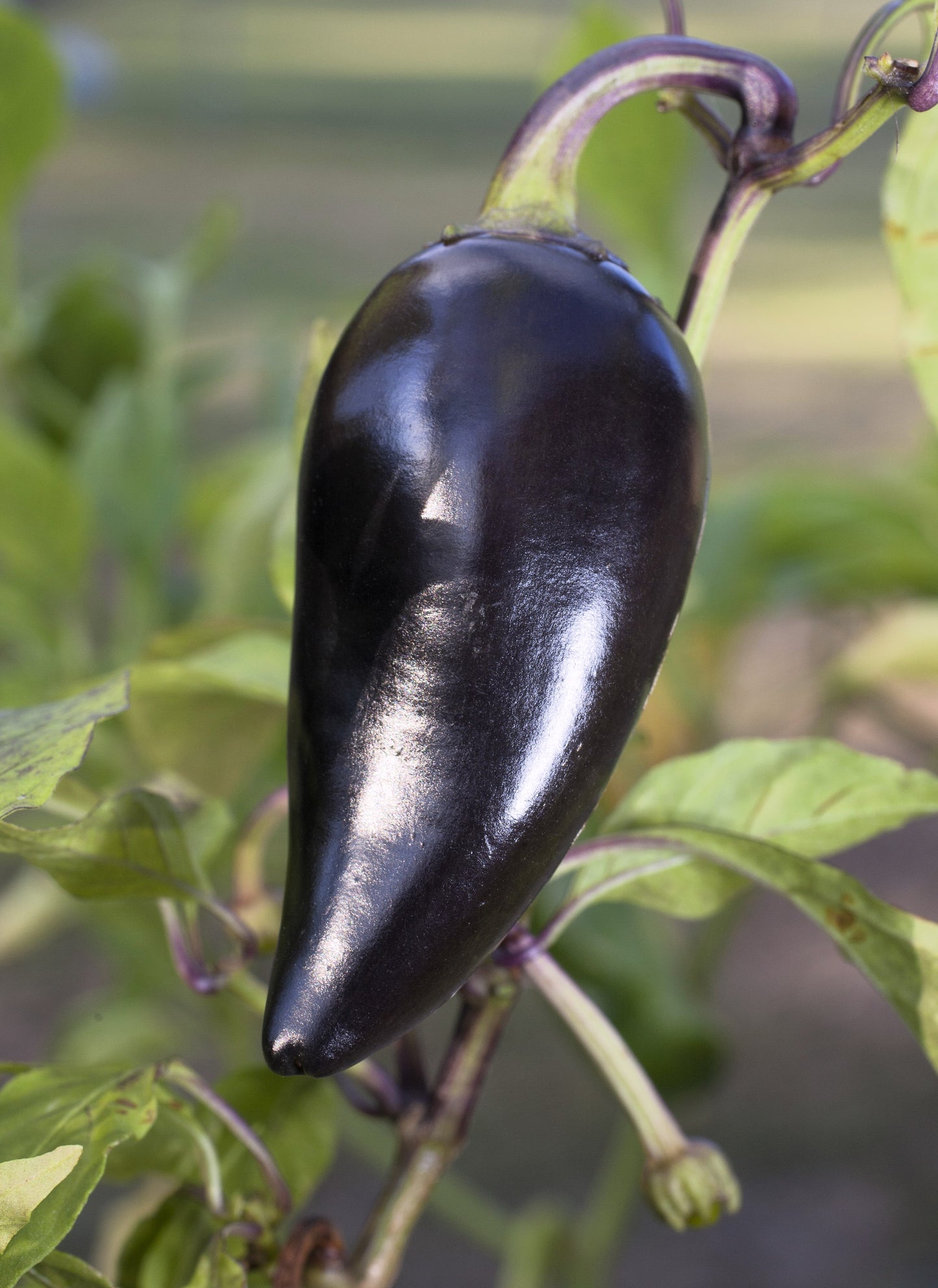 40 Organic PURPLE JALAPENO PEPPER Capsicum Annuum Hot Mexican Chili Vegetable Seeds