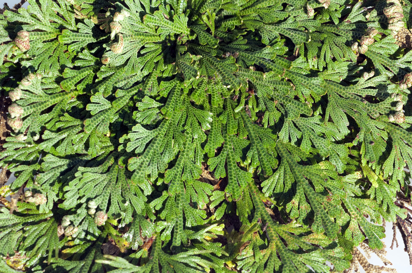 Live RESURRECTION PLANT Rose of Jericho Dinosaur Fern Miracle Air Houseplant