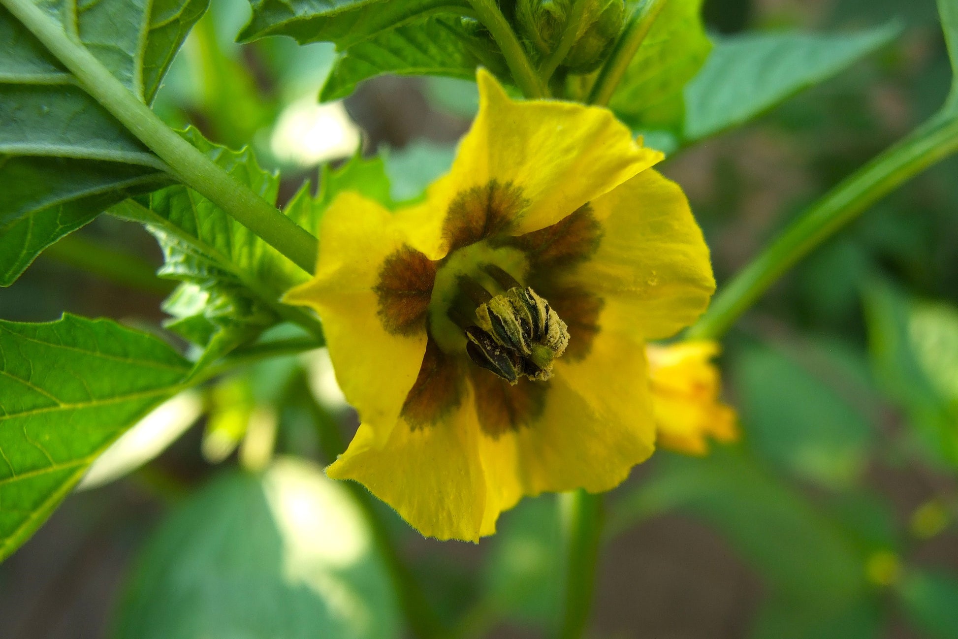 buy pineapple ground tomato plant 50 PINEAPPLE TOMATILLO Yellow Ground Cherry Physalis Ixocarpa Fruit Vi – Seedville USA