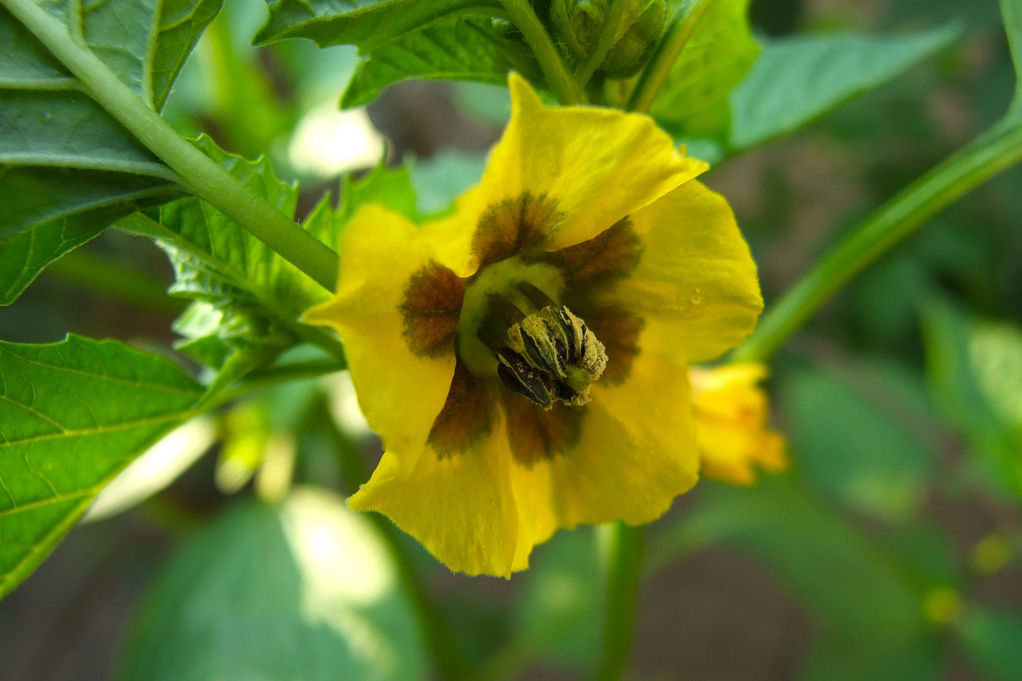 50 PINEAPPLE TOMATILLO Yellow Ground Cherry Physalis Ixocarpa Fruit Vine Seeds