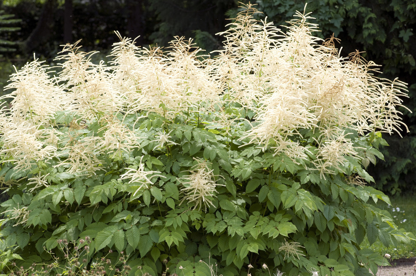 50 WHITE GOATS BEARD (like Astilbe) Aruncus Dioicus Flower Seeds