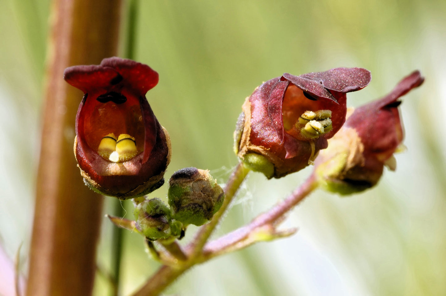 1000 EASTERN FIGWORT (Late Figwort / Carpenters Square) Scrophularia Marilandica Flower Seeds