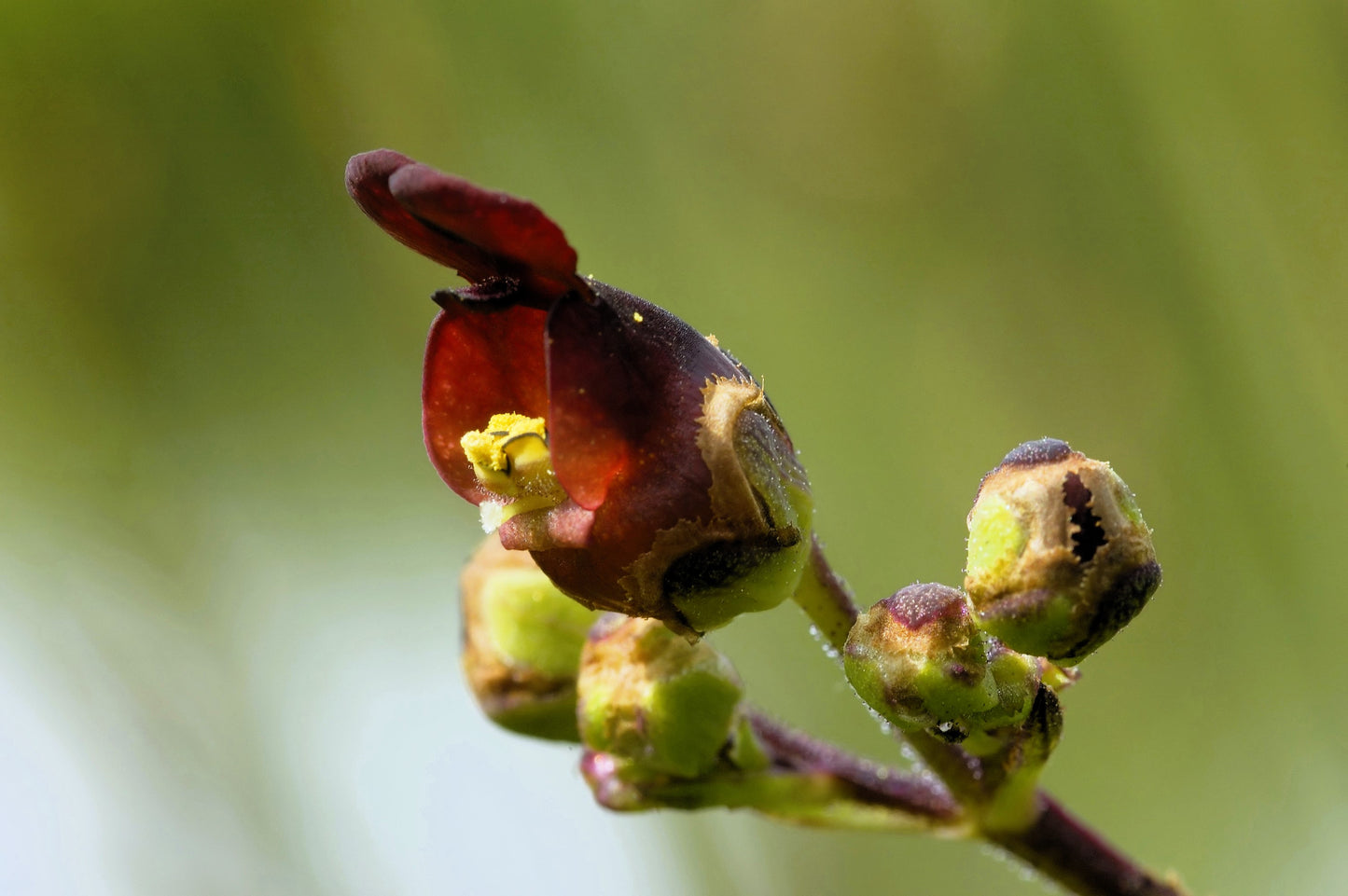 1000 EASTERN FIGWORT (Late Figwort / Carpenters Square) Scrophularia Marilandica Flower Seeds