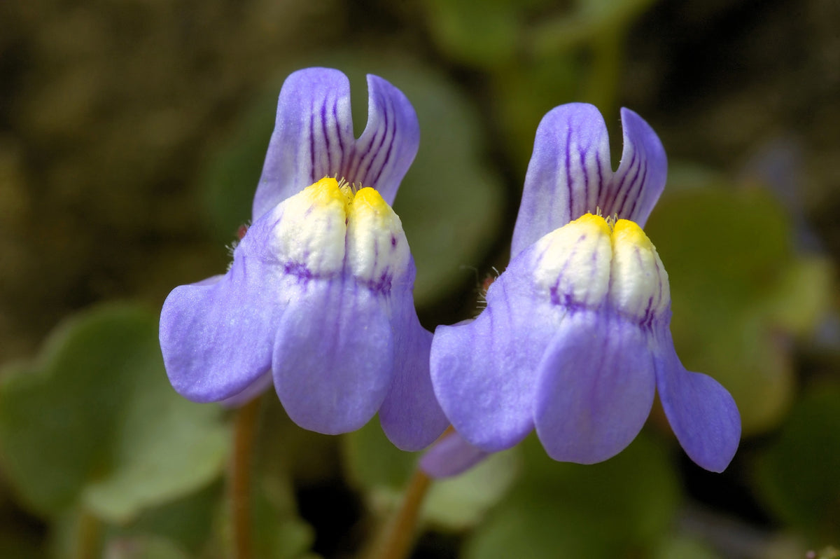 100 KENILWORTH IVY (Ivy-Leaved Toadflax) Cymbalaria Muralis Shade Vine Flower Seeds
