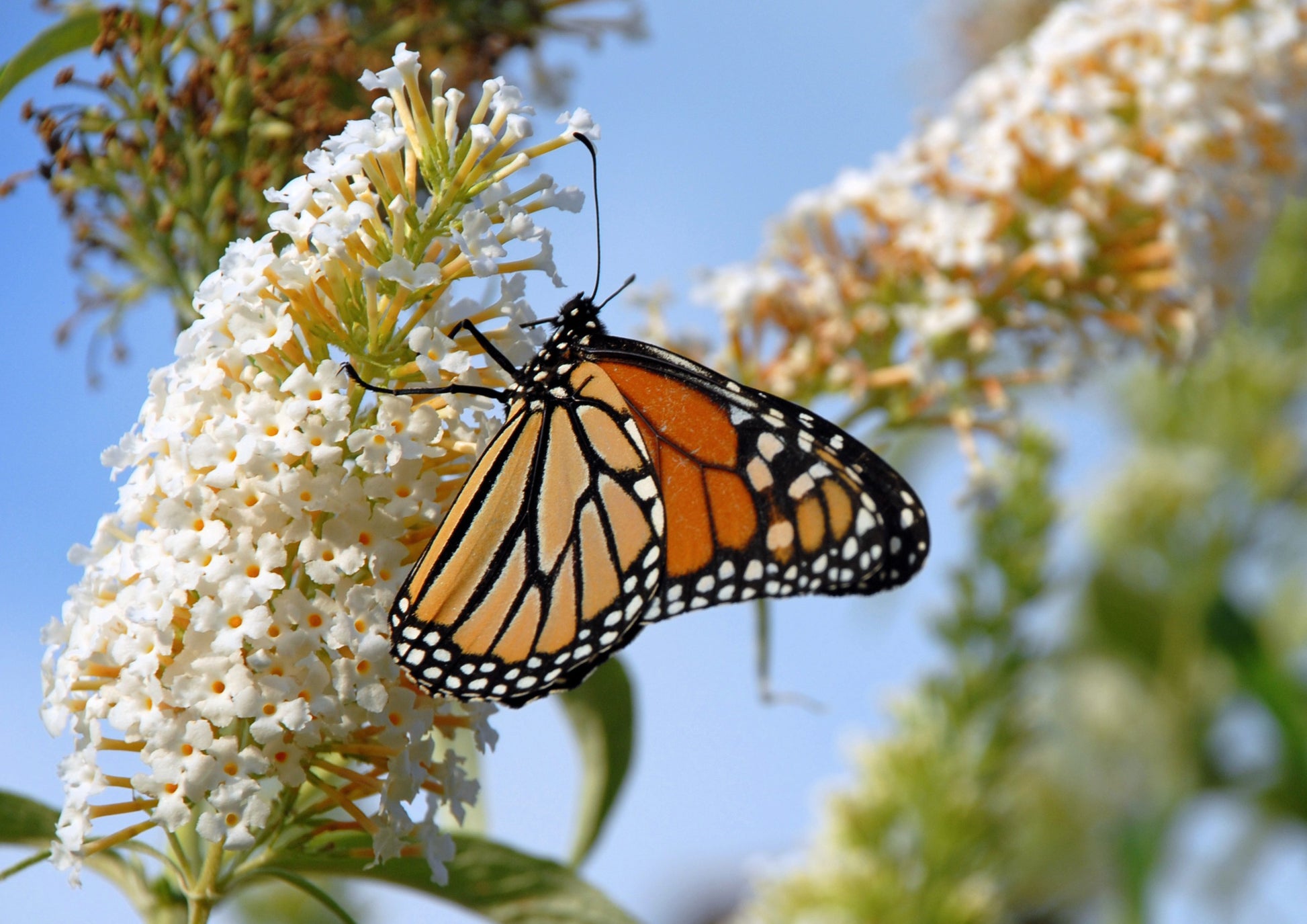 100 mixed colors butterfly bush buddleia davidii flower shrub seeds 100 MIXED Colors BUTTERFLY BUSH Buddleja Davidii Flower Shrub Seeds