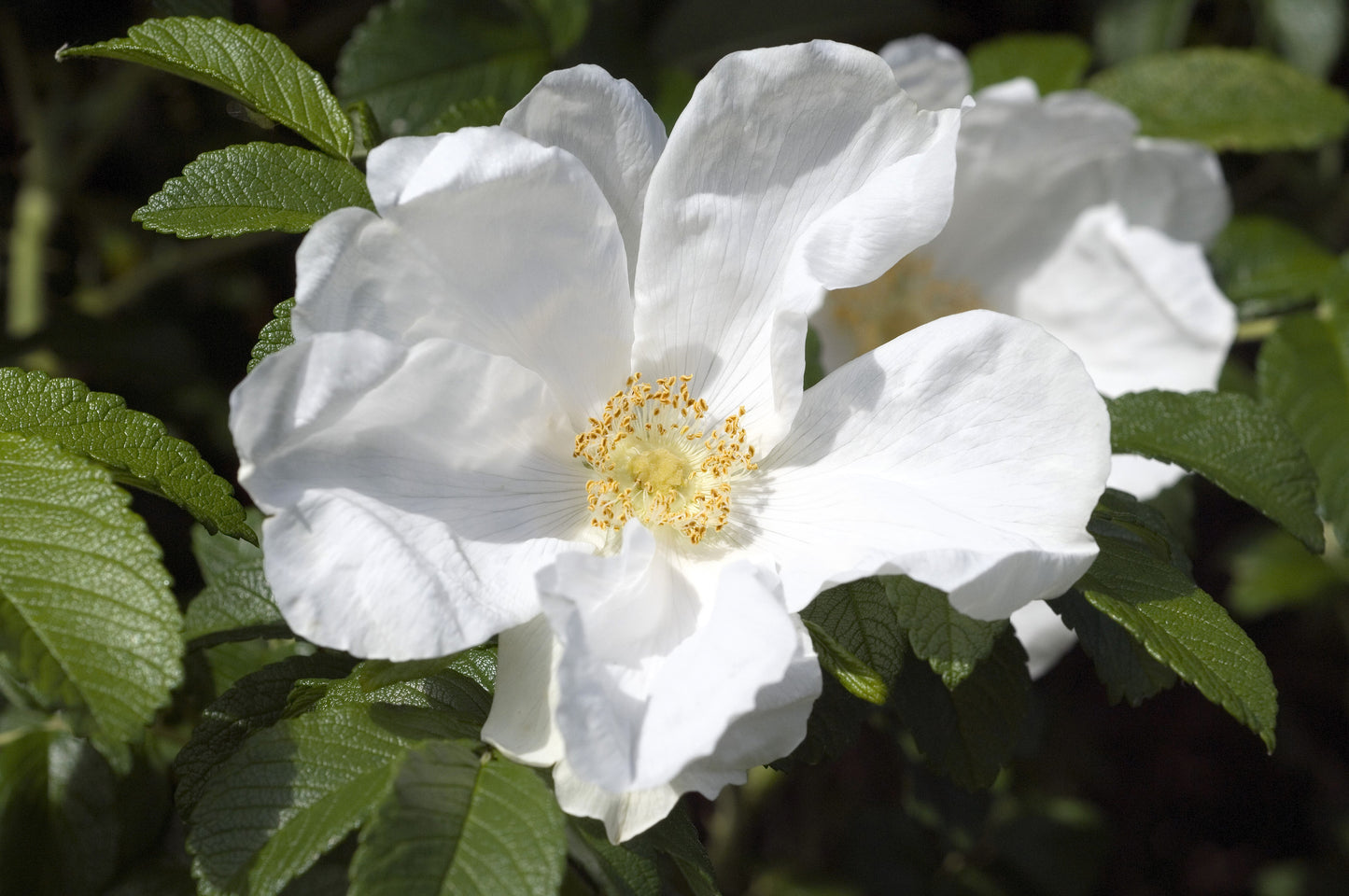 10 WHITE JAPANESE ROSE Rosa Rugosa Alba Bush Rugosa Rose Flower Seeds