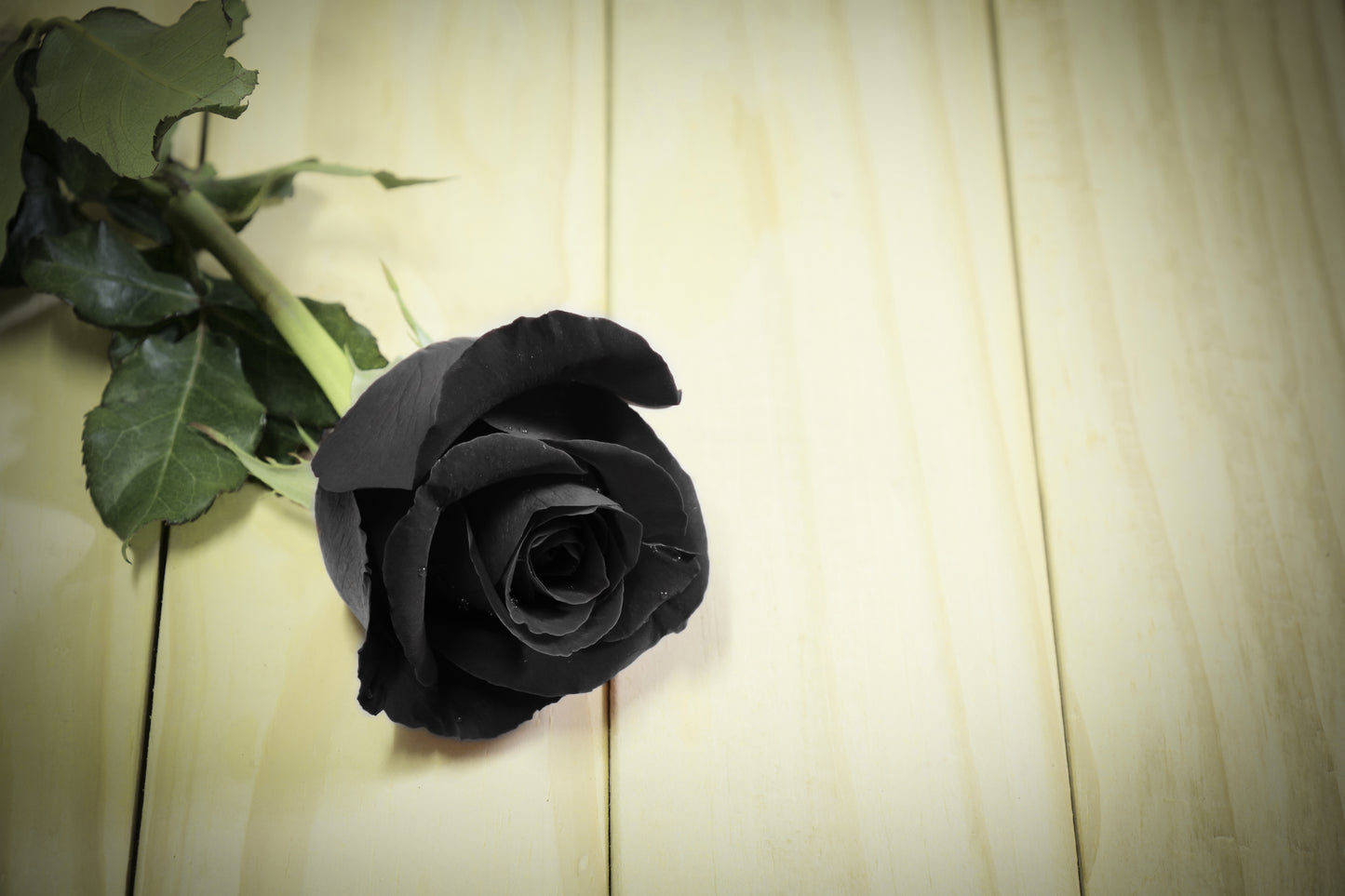 5 BLACK ROSE Rosa Bush Shrub Perennial Flower Seeds