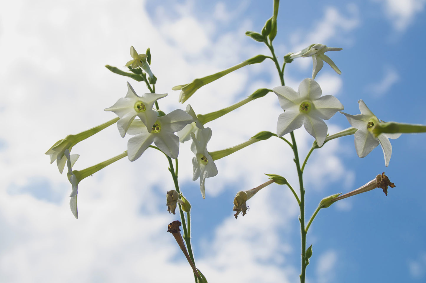 200 JASMINE AZTEC NICOTIANA (Ornamental Flowering Tobacco) Nicotiana Alata Flower Seeds