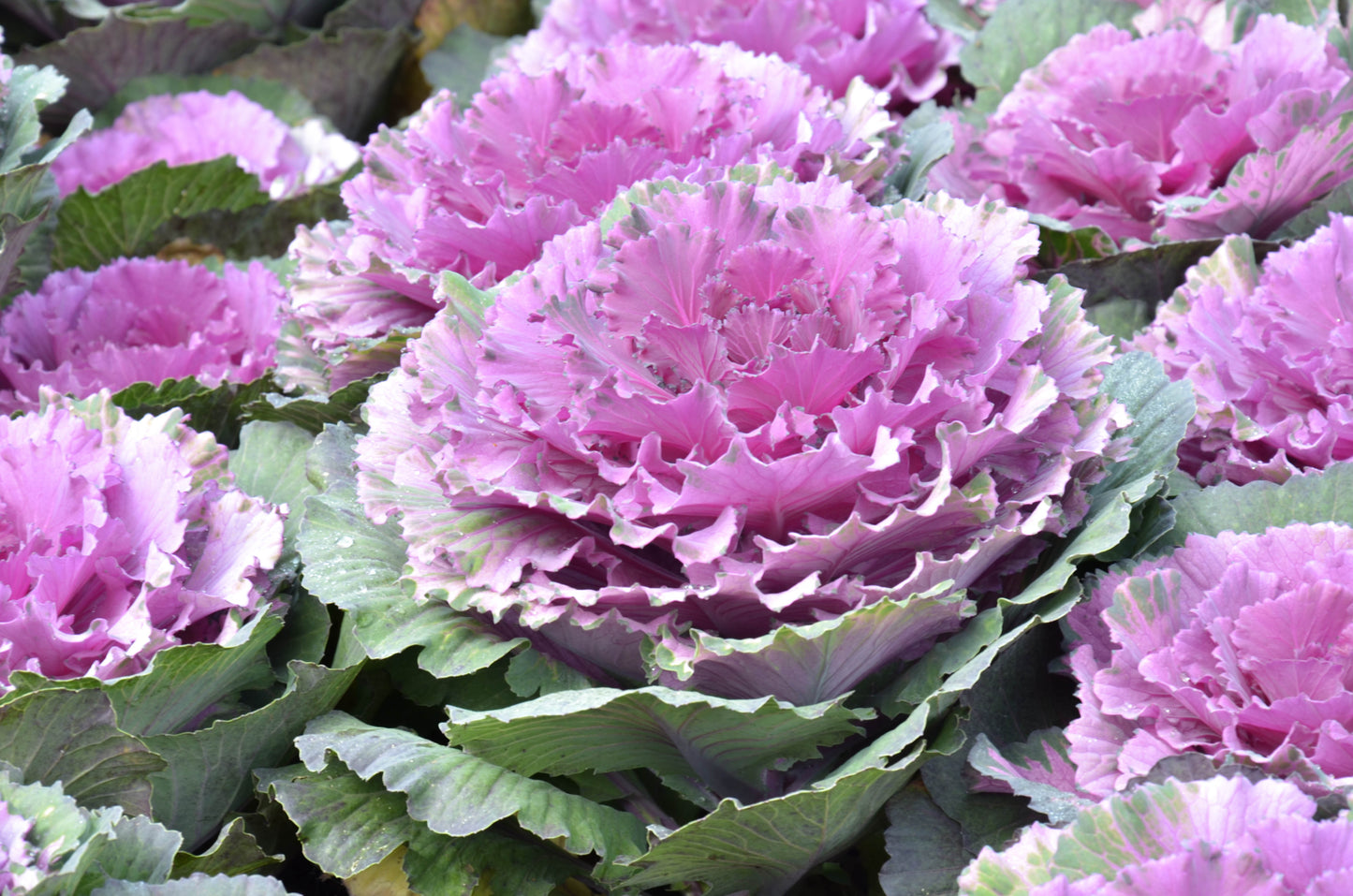 50 MIXED ORNAMENTAL CABBAGE Flowering Cabbage Brassica Oleracea Seeds