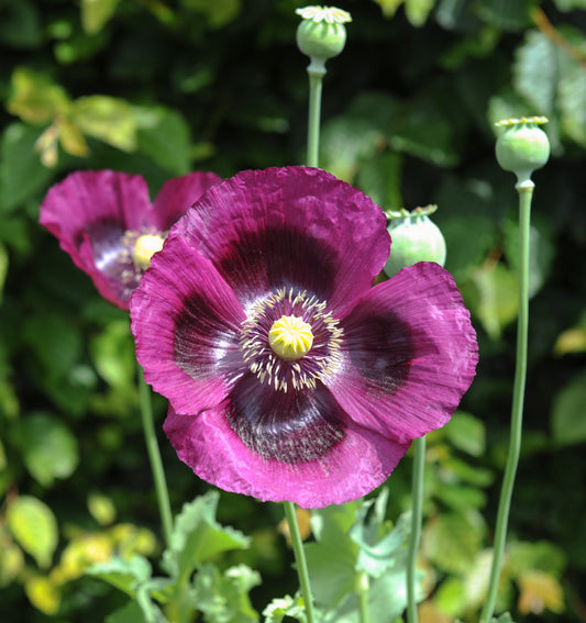 400 PERSIAN BLUE POPPY Papaver Somniferum Flower Seeds