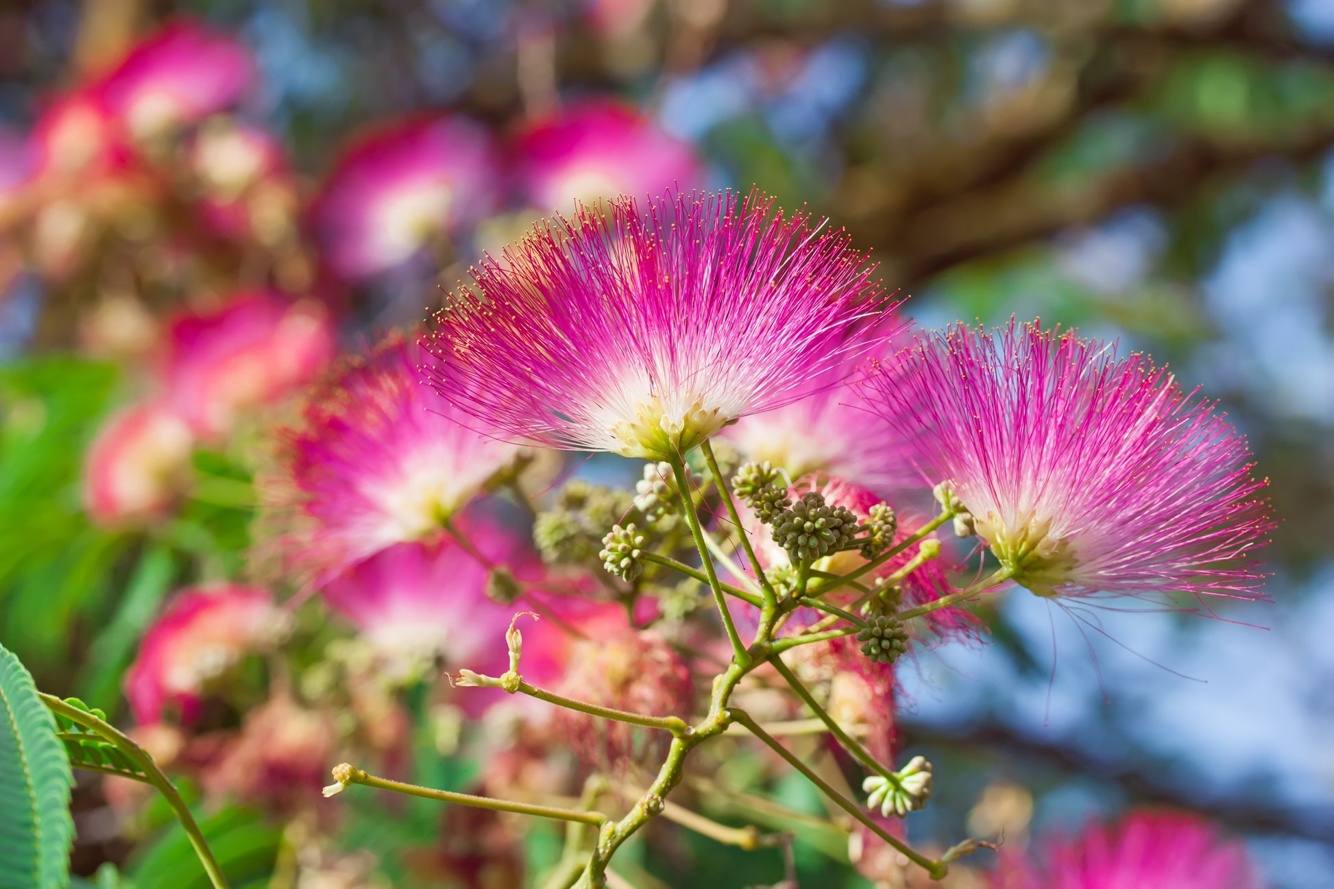 bonsai mimosa tree for sale 25 MIMOSA / Persian SILK TREE Albizia Julibrissin Seeds – Seedville USA