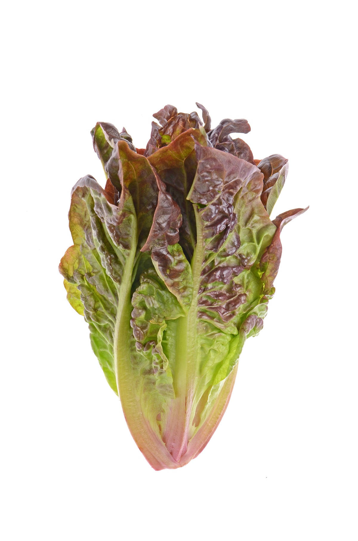 3000 CIMMARON Red ROMAINE LETTUCE Lactuca Sativa Vegetable Seeds