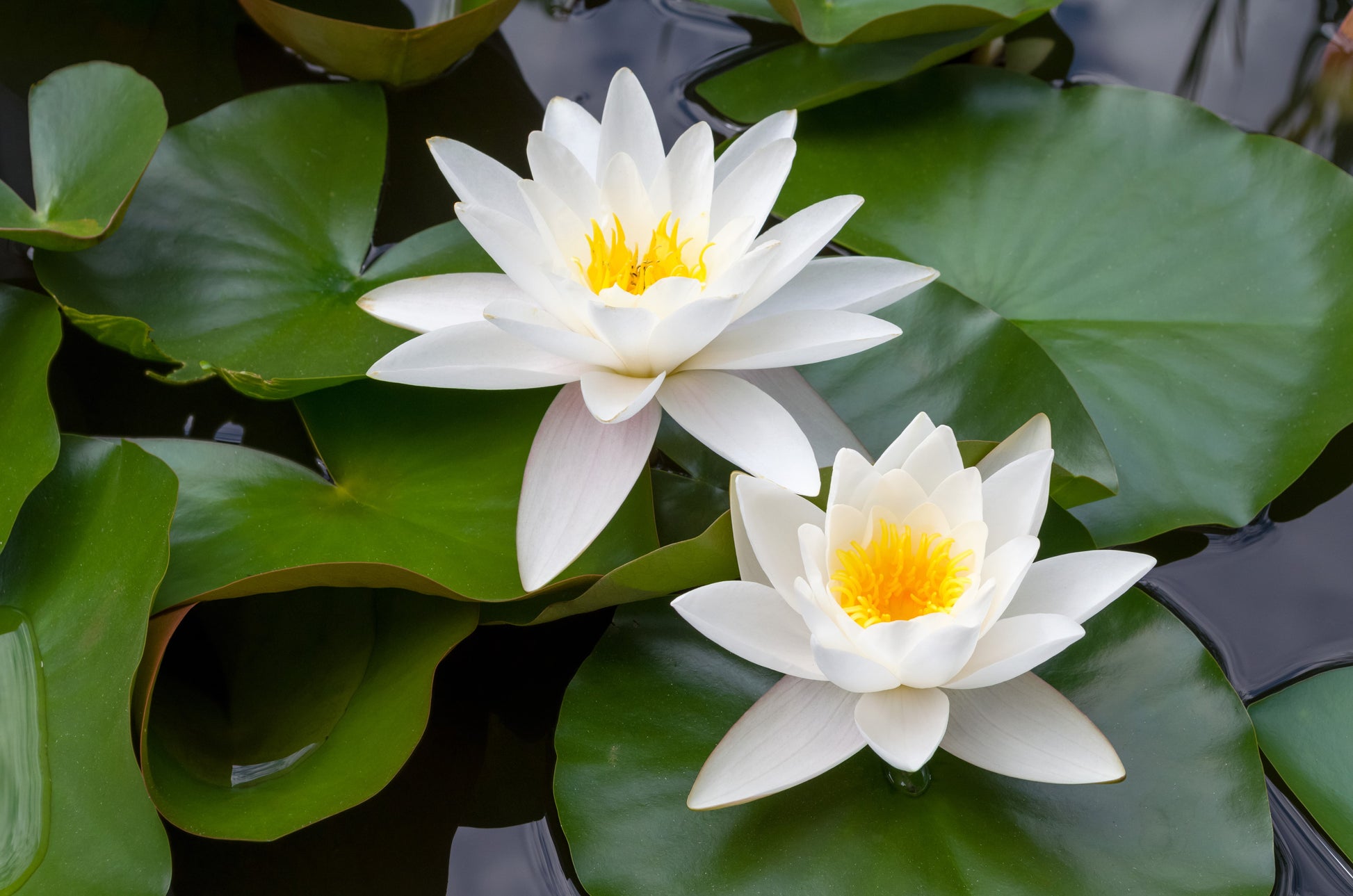 10 WHITE WATER LILY / Lily Pad / Sacred Asian Water Lotus Nymphaea Amp –  Seedville USA