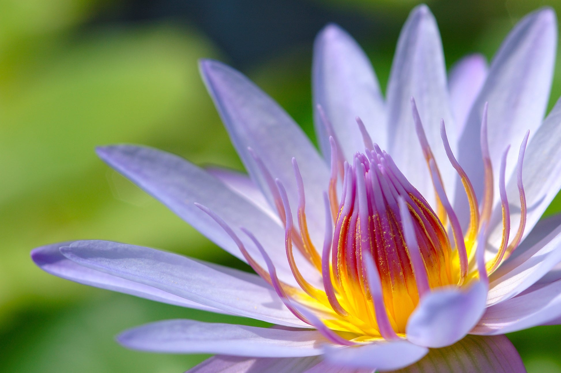 3 Organic Mixed Colors LOTUS Nelumbo Nucifera Pond Water Lily Lilypad Blue  Red Flower Large Seeds