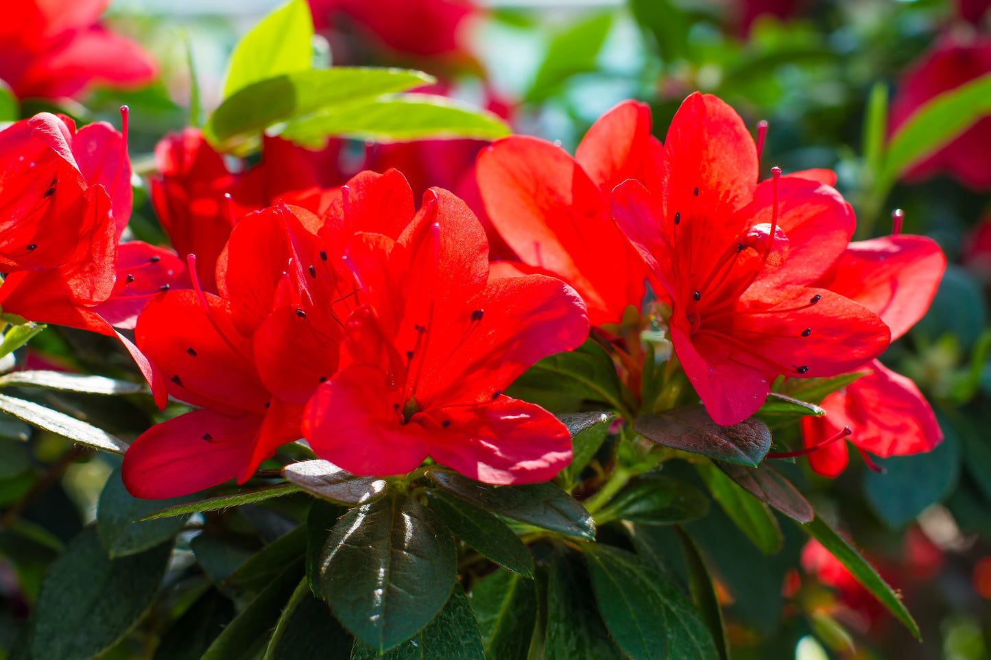 10 RED CUMBERLAND AZALEA Rhododendron Cumberlandense Bush Shrub Flower Seeds