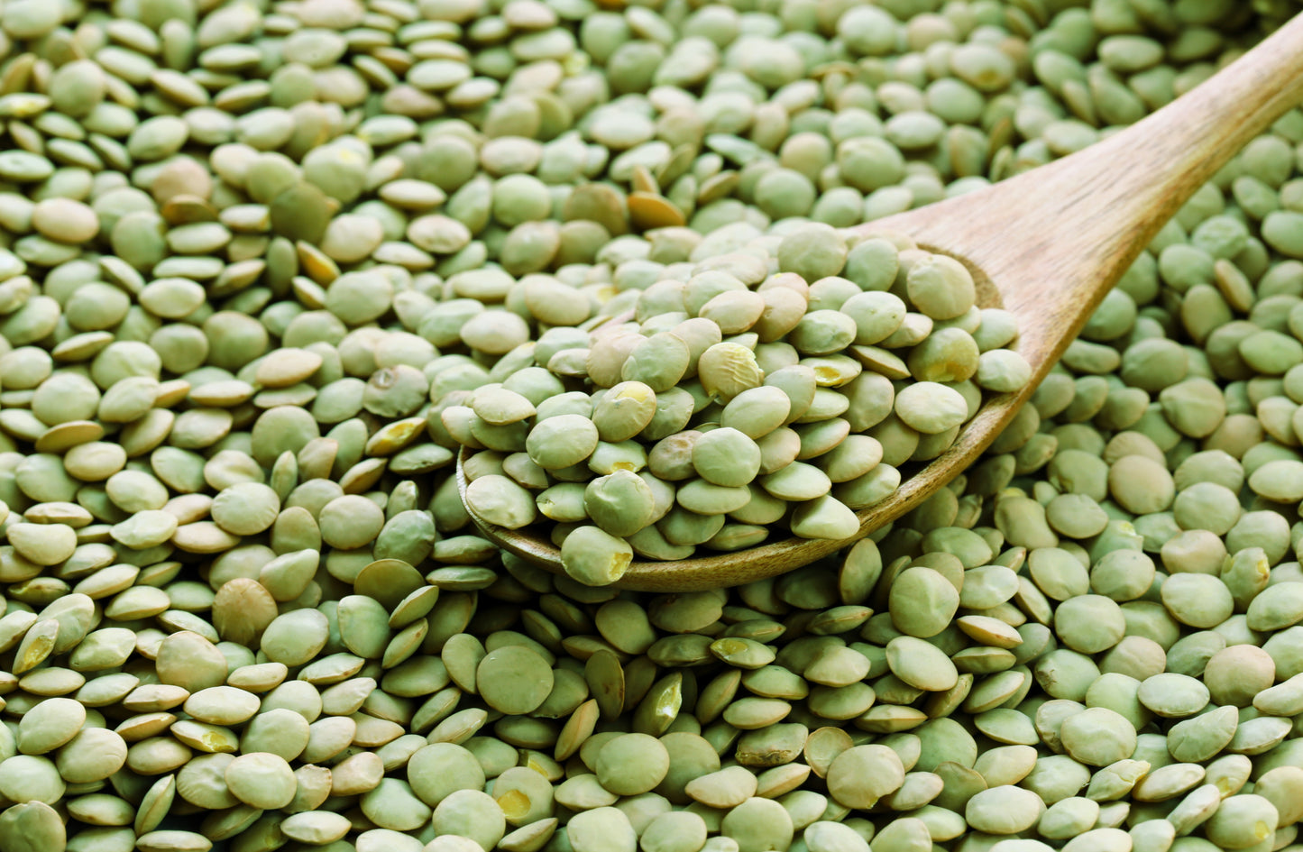 100 GREEN LENTIL Lentils Lens Culinaris Vegetable Seeds