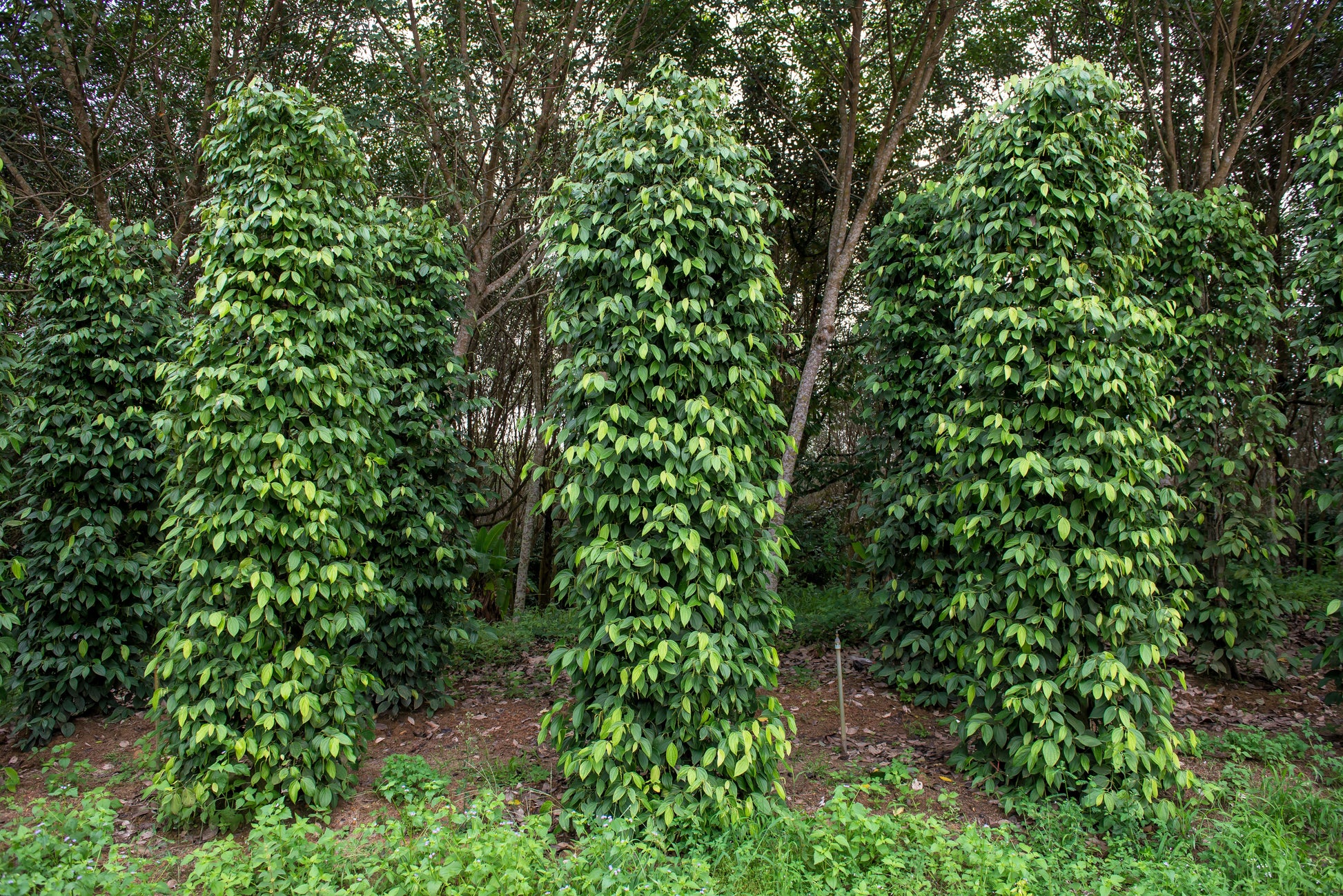 peppercorn plant seeds for sale 25 BLACK PEPPERCORN Black Pepper Piper Nigrum Spice Vine Seeds
