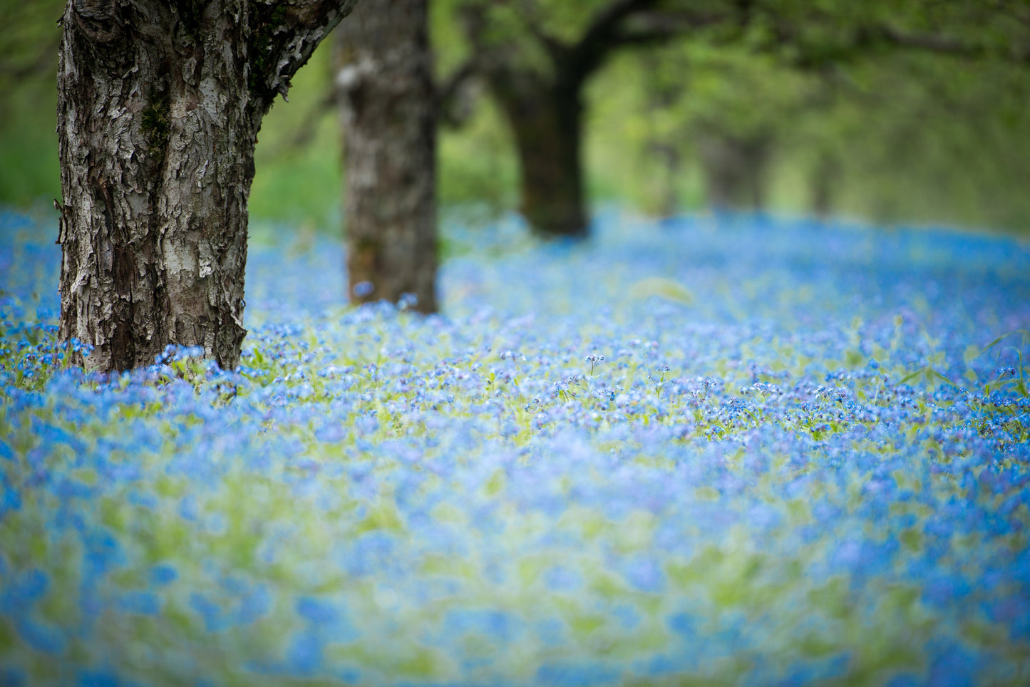 500 Blue FORGET ME NOT Myosotis Sylvatica Shade or Sun Perennial Flower Seeds