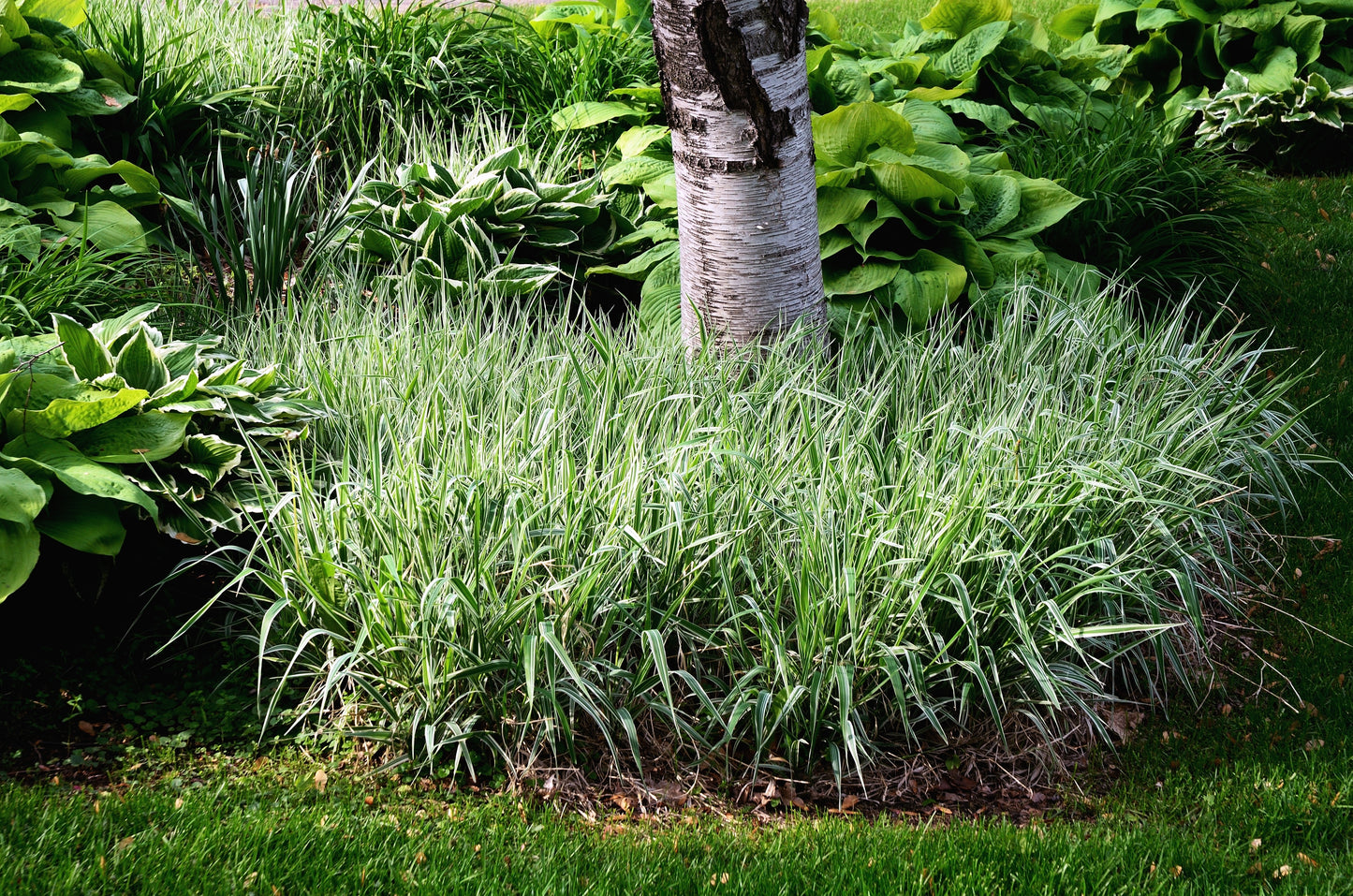 1000 Variegated RIBBON GRASS Reed Canary Phalaris Arundinacea Pink Flower Seeds